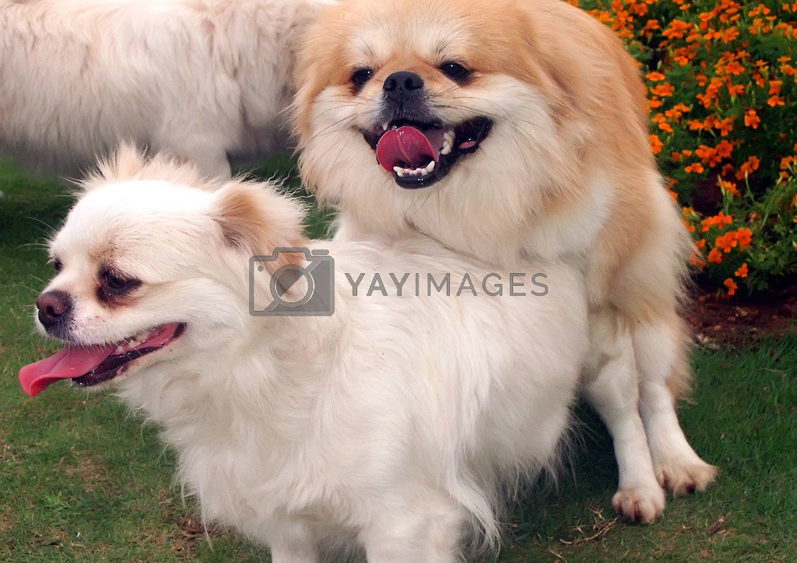 Royalty free image of Dogs pets by xfdly5