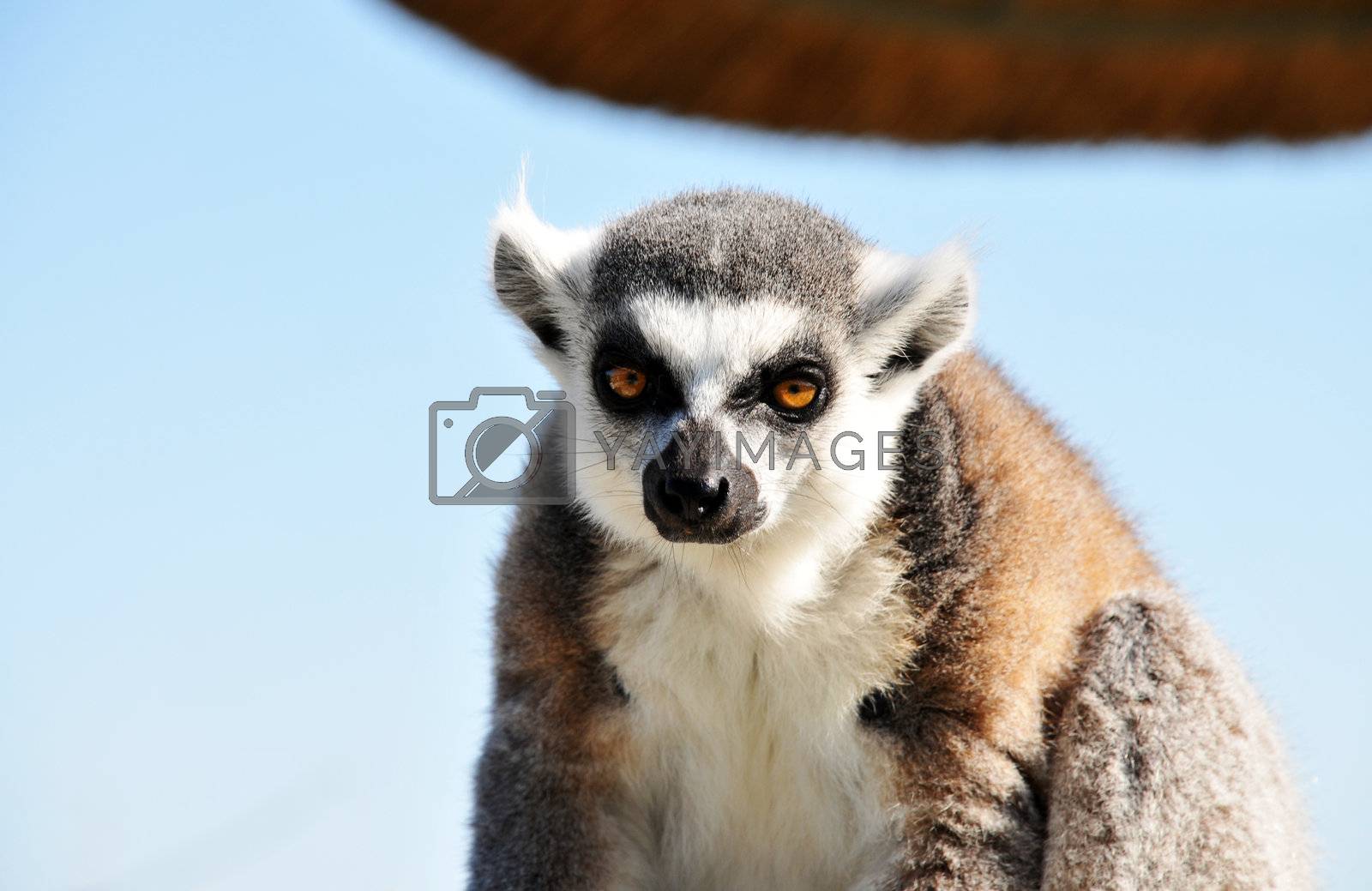 Royalty free image of Ring-Tailed Lemur by PDImages