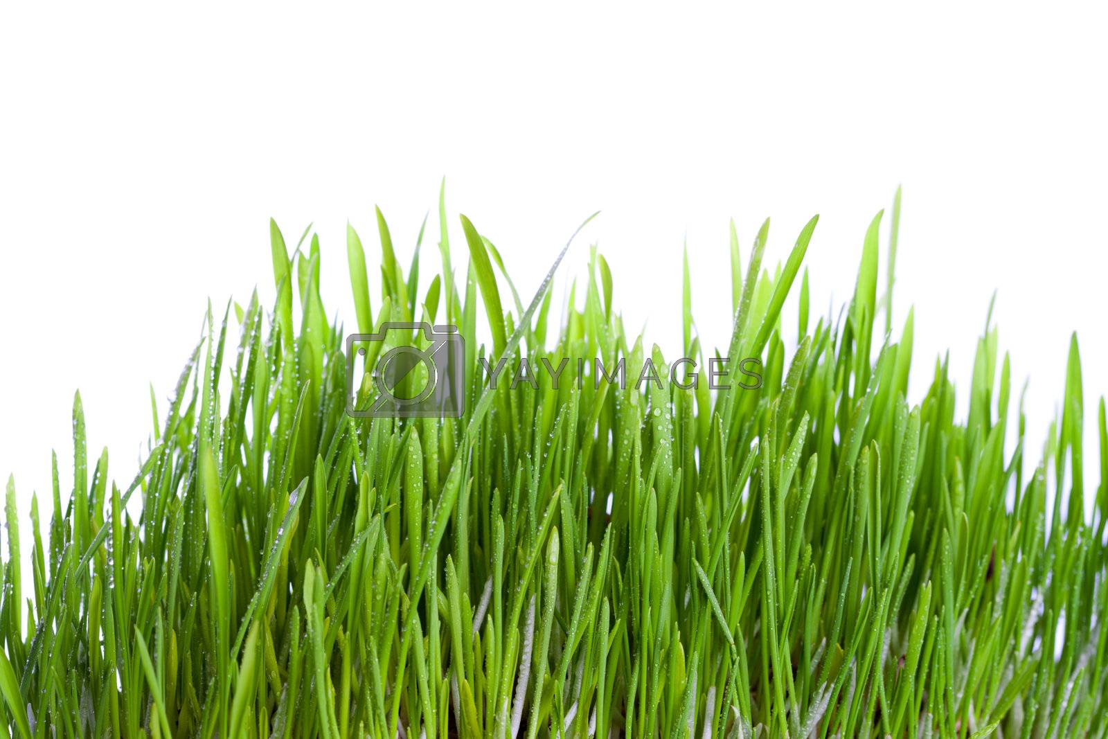 Royalty free image of fresh wet grass  by marylooo