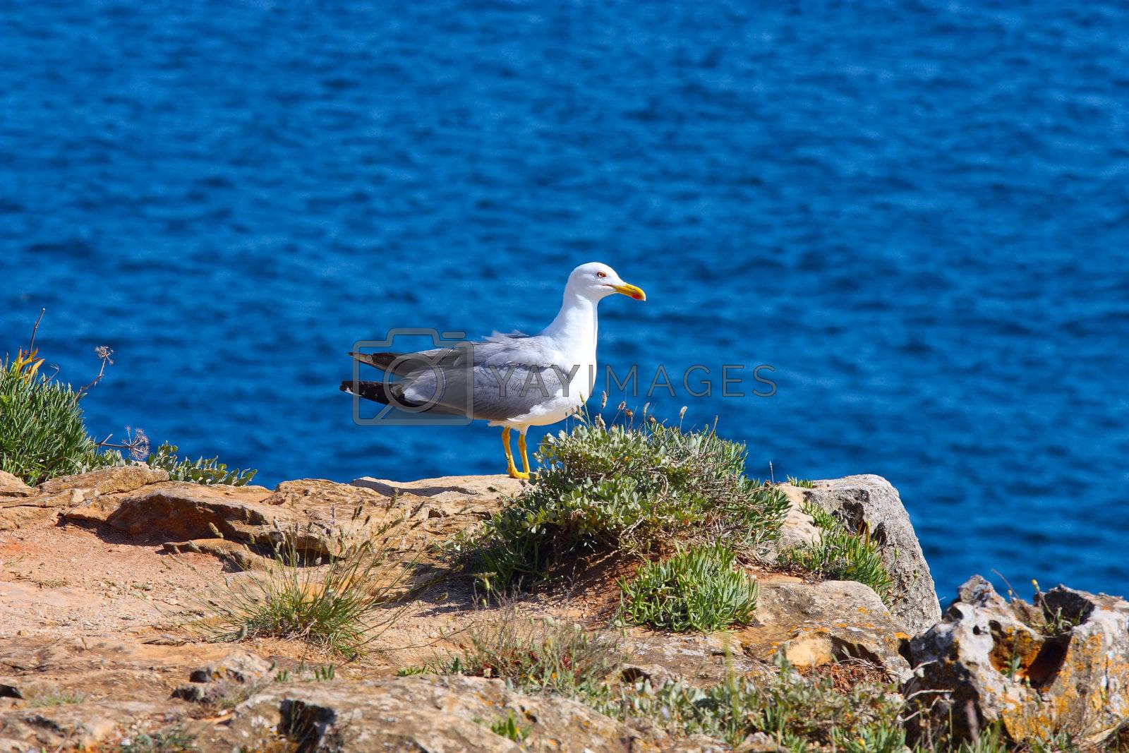 Royalty free image of A proud seagull sitting in the sun  by kalnenko