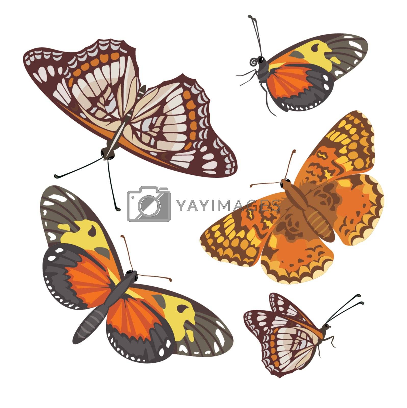 Royalty free image of different realistic butterflies by SelenaMay