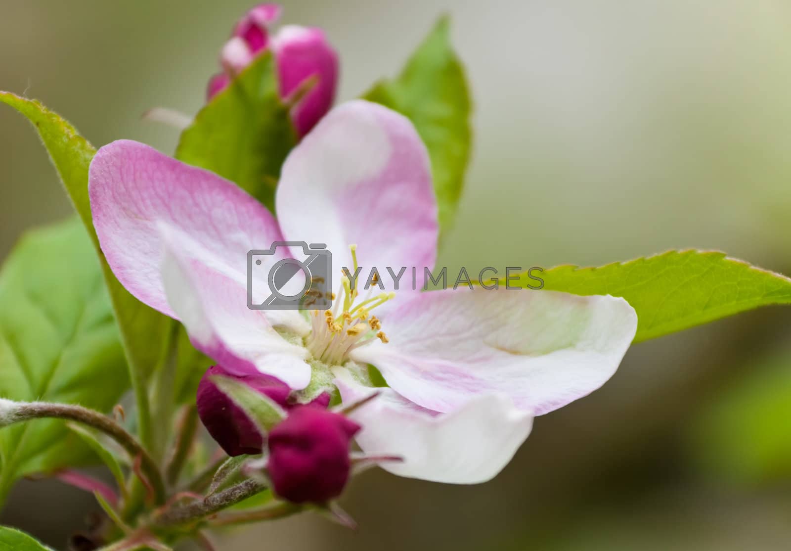 Royalty free image of Apple Blossom by Ragnar