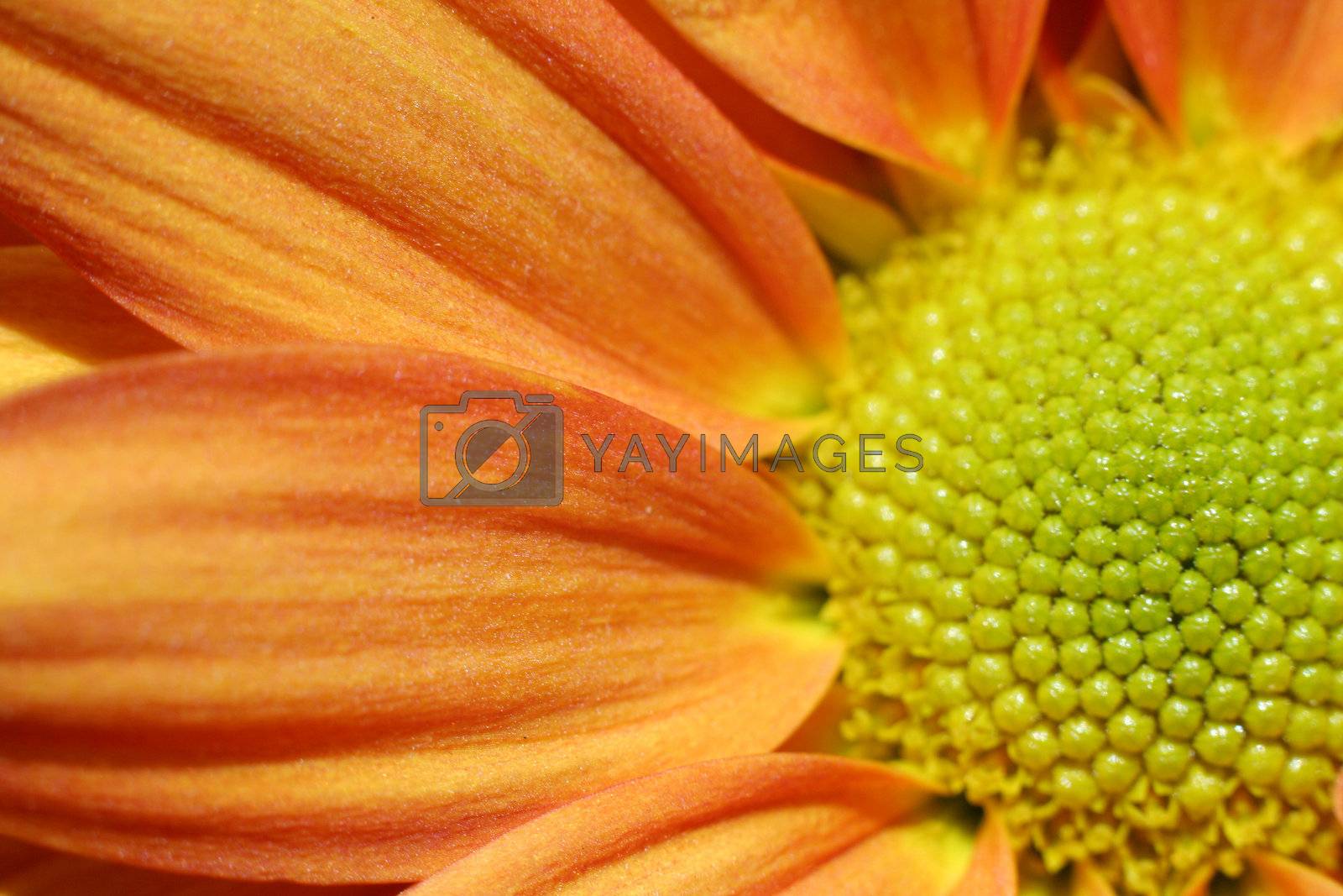 Royalty free image of Autumn Flowers by Hasenonkel