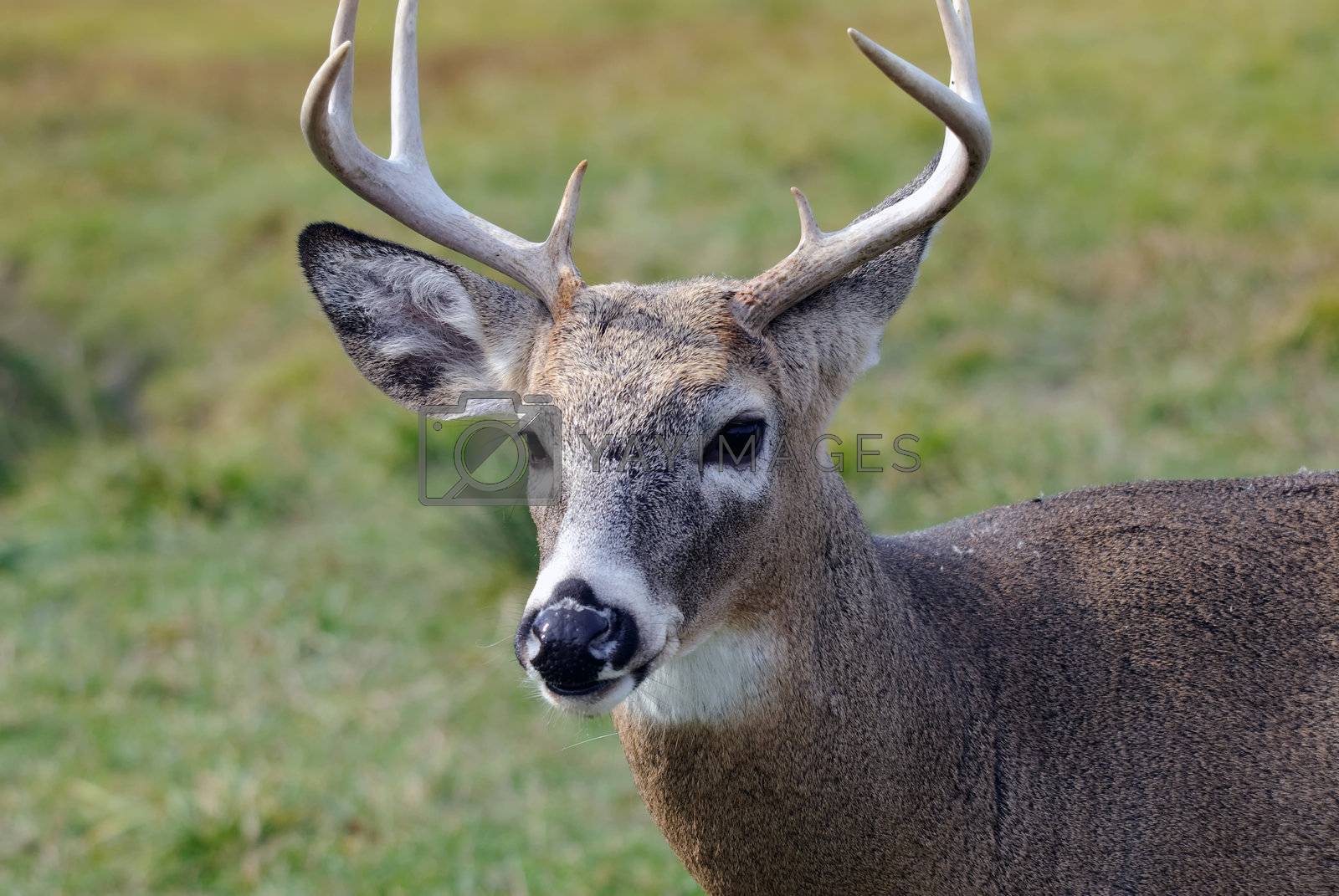 Royalty free image of Whitetail deer by nialat