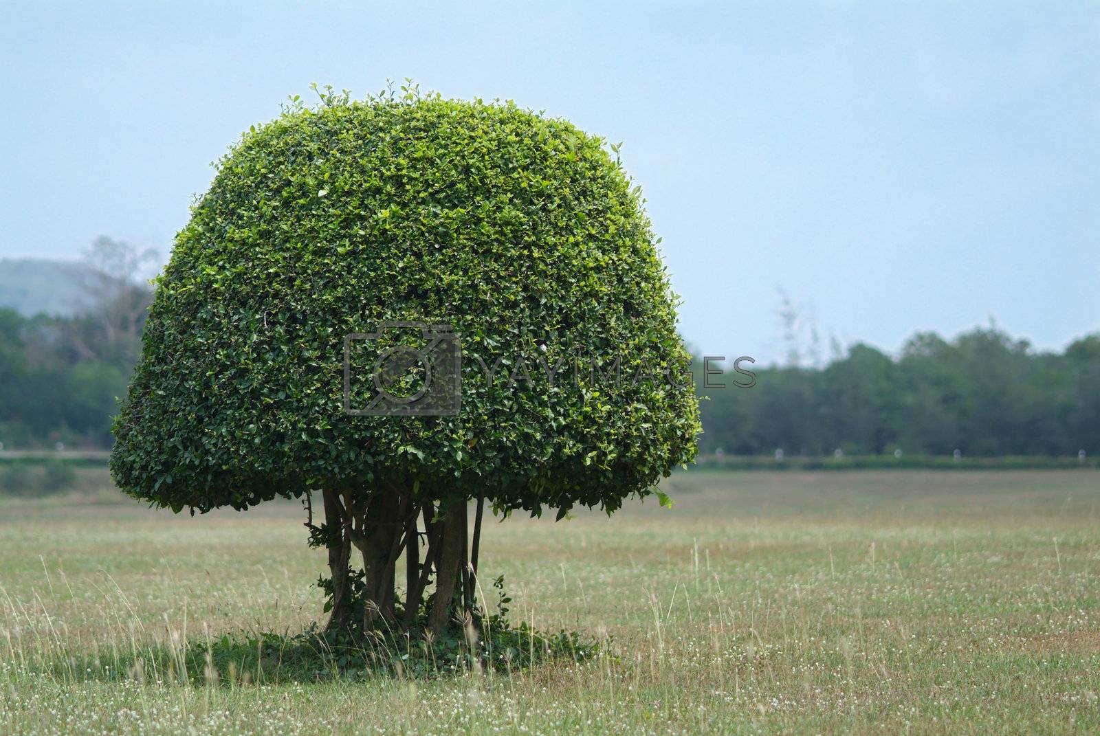 Royalty free image of Shaped bush in the field by epixx