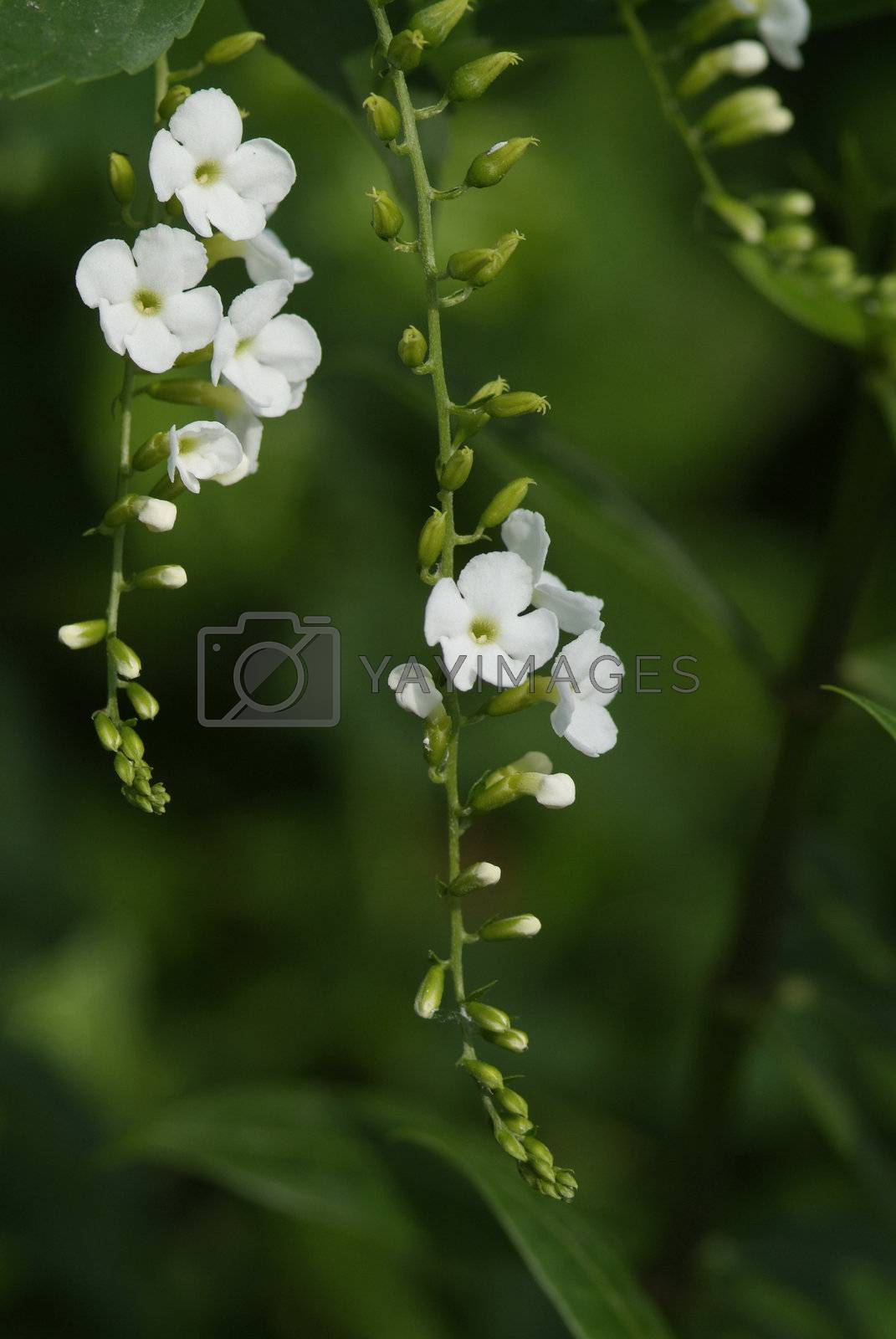 Royalty free image of White flowers on green background by epixx
