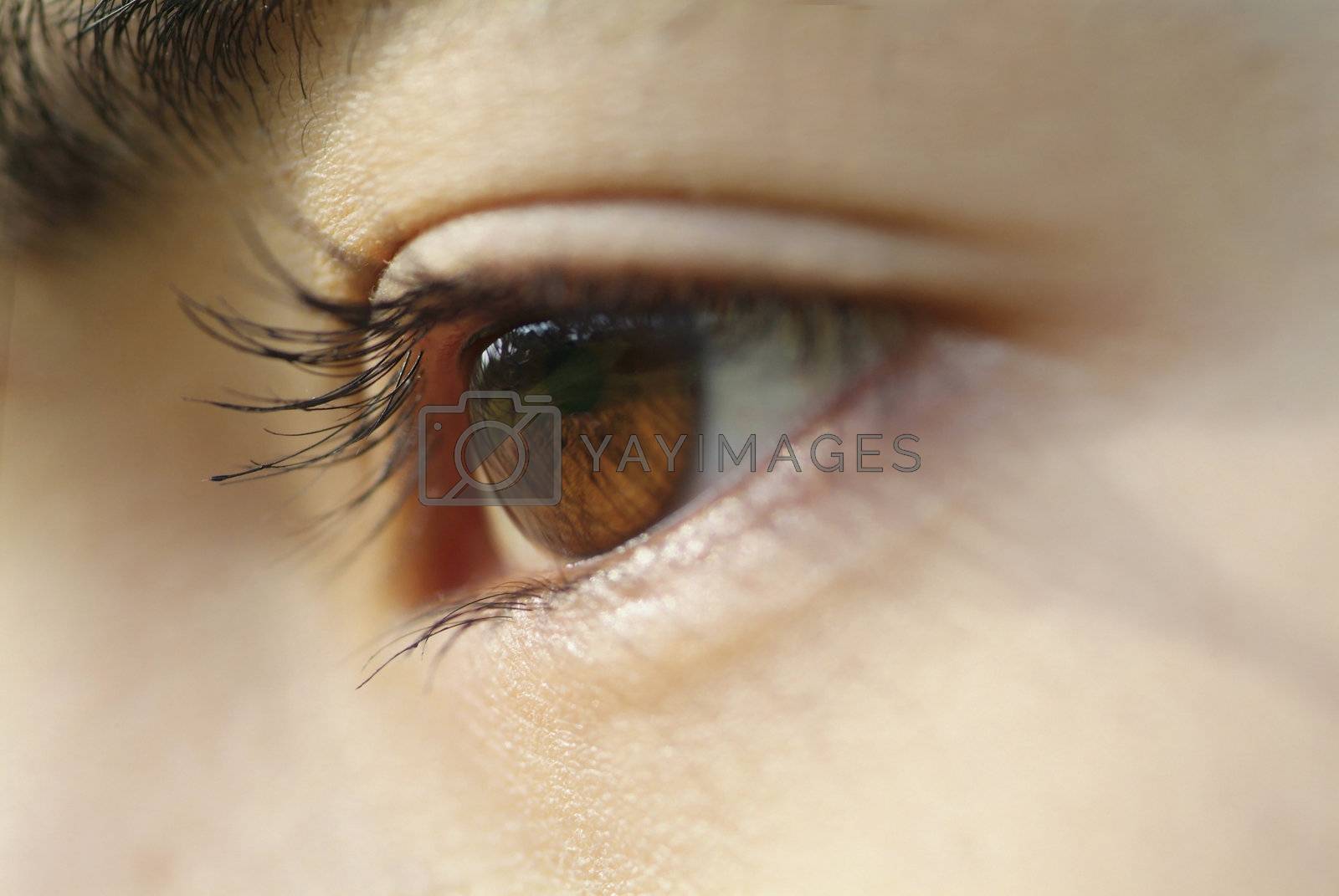Royalty free image of Asia eye by epixx
