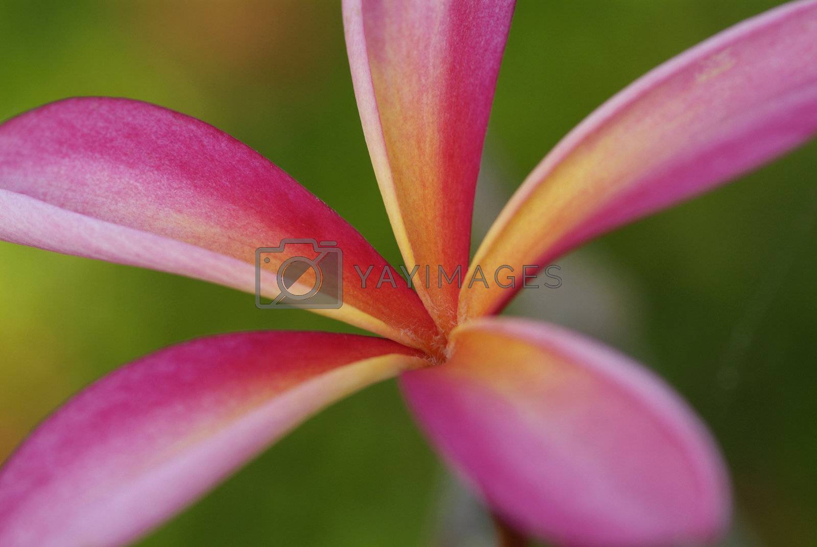 Royalty free image of Young leaf of plumeria by epixx
