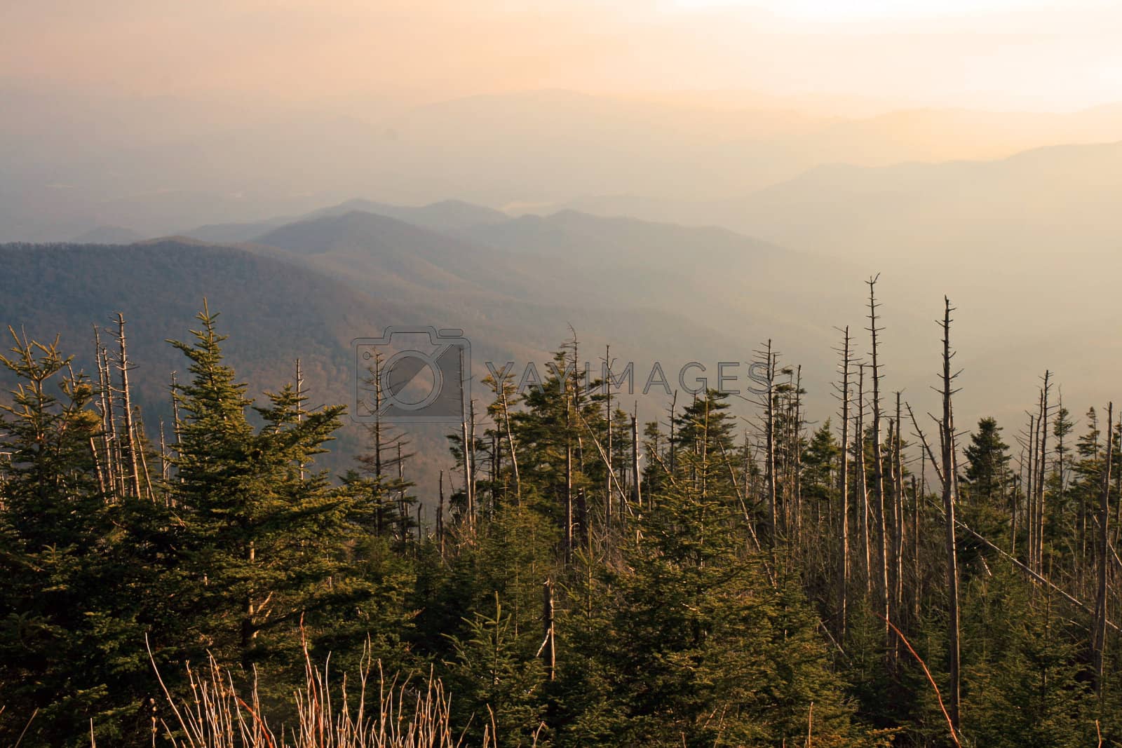 Royalty free image of Smoky Mountain National Park by gary718