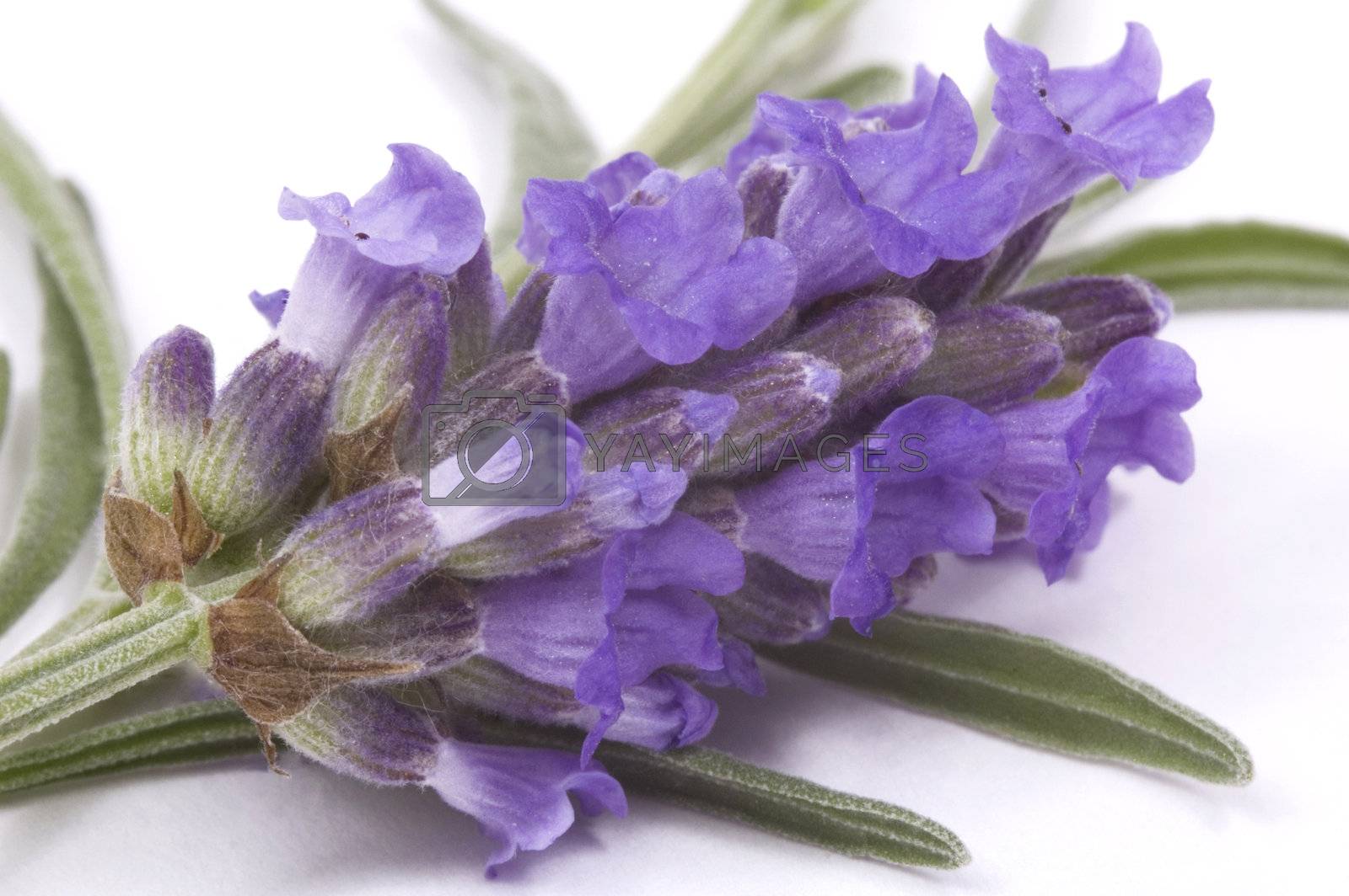 Royalty free image of lavender by joannawnuk