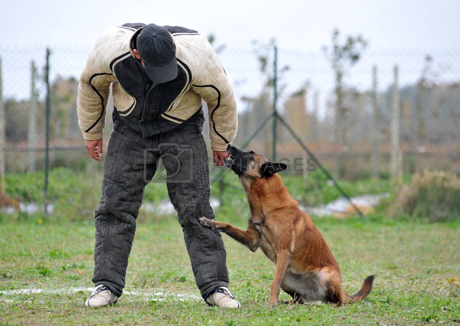 Malinois And Man In Attack Royalty Free Stock Image Stock Photos Royalty Free Images Vectors Footage Yayimages