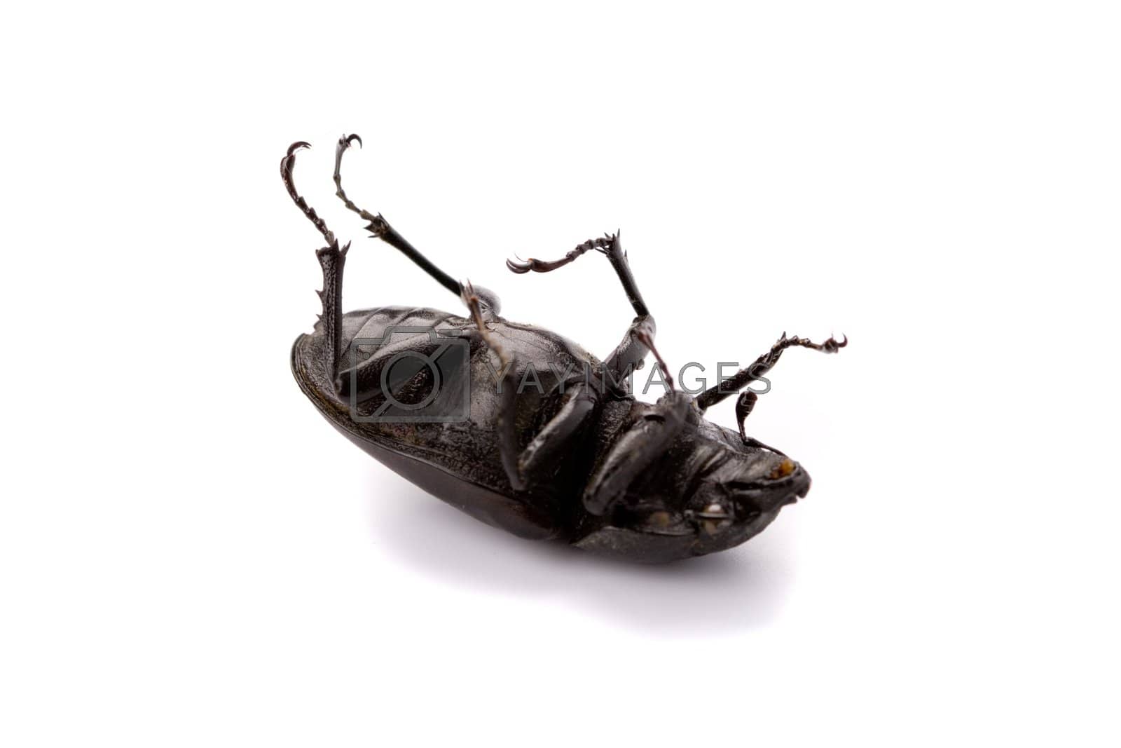 Royalty free image of dead bug by marylooo