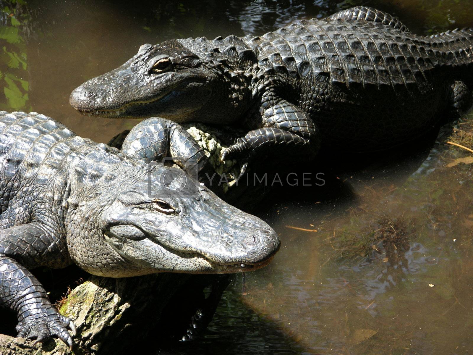 Royalty free image of two alligators by CLHeesen