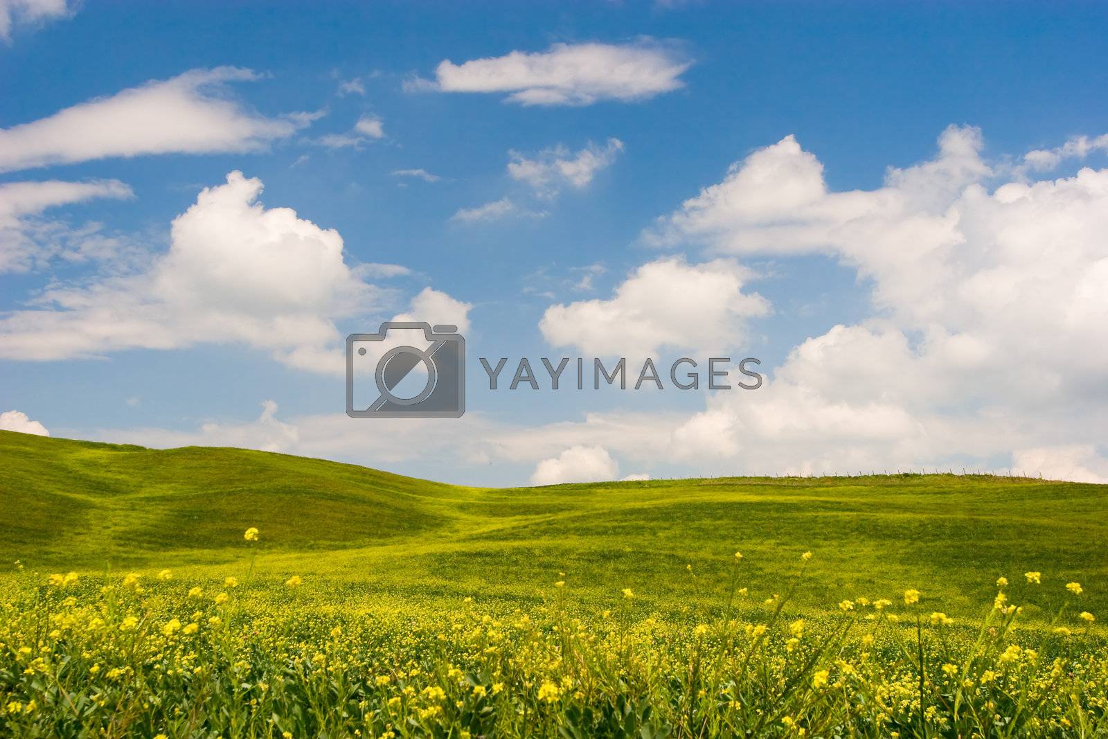 Royalty free image of Flowered Tuscan Landscape by ajn