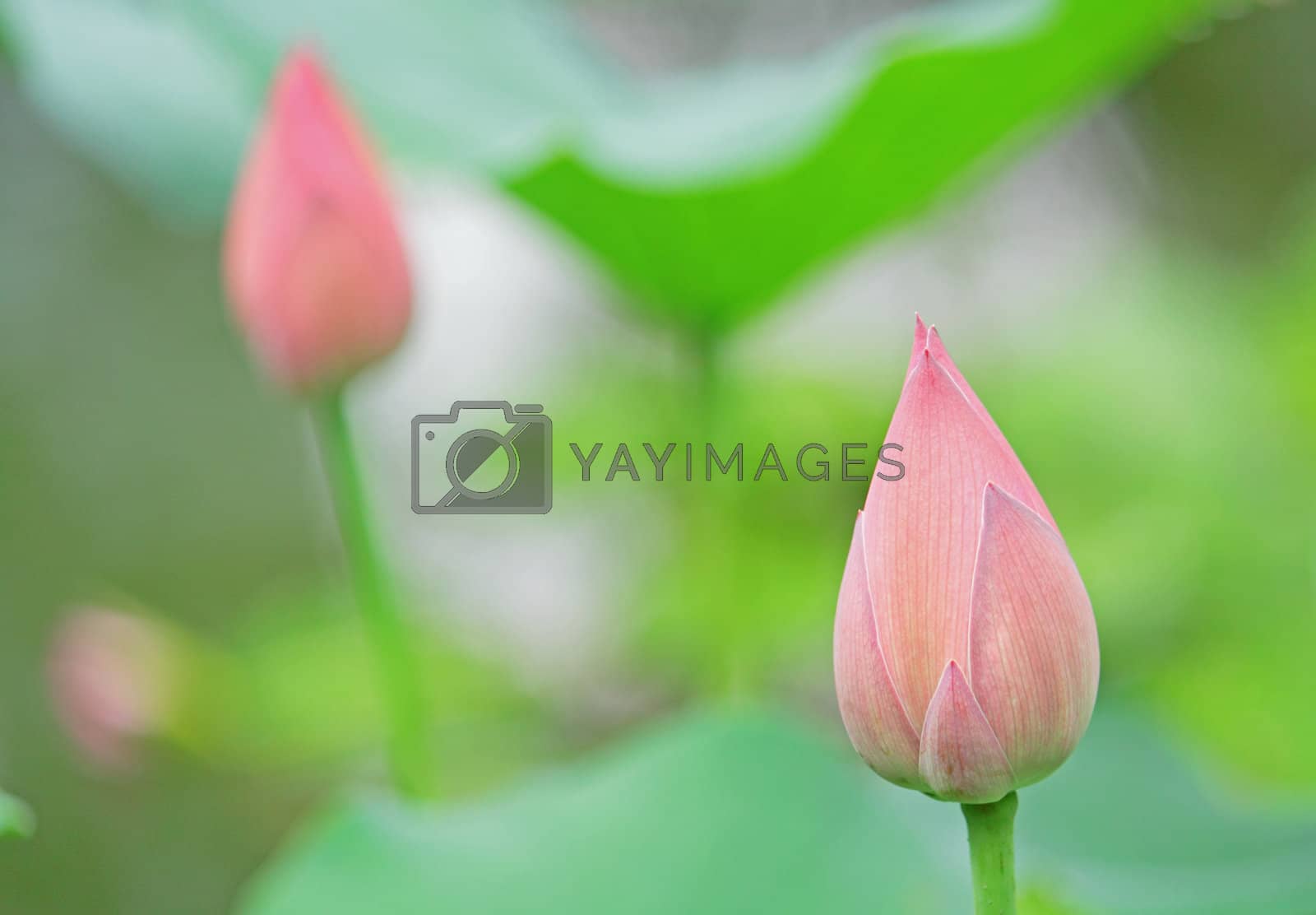 Royalty free image of Hindu Lotus  by cozyta