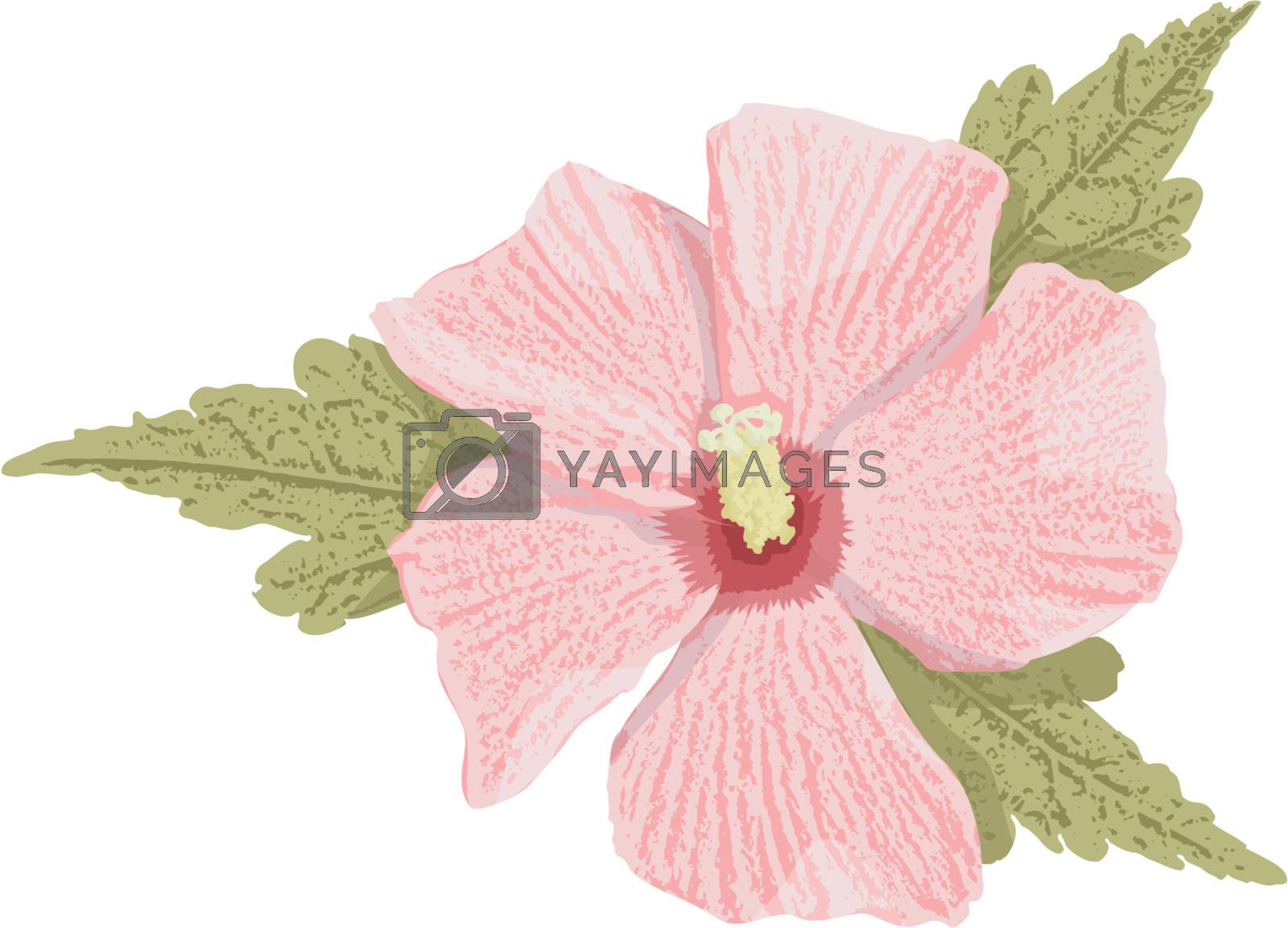 Royalty free image of Pink hibiscus by sifis