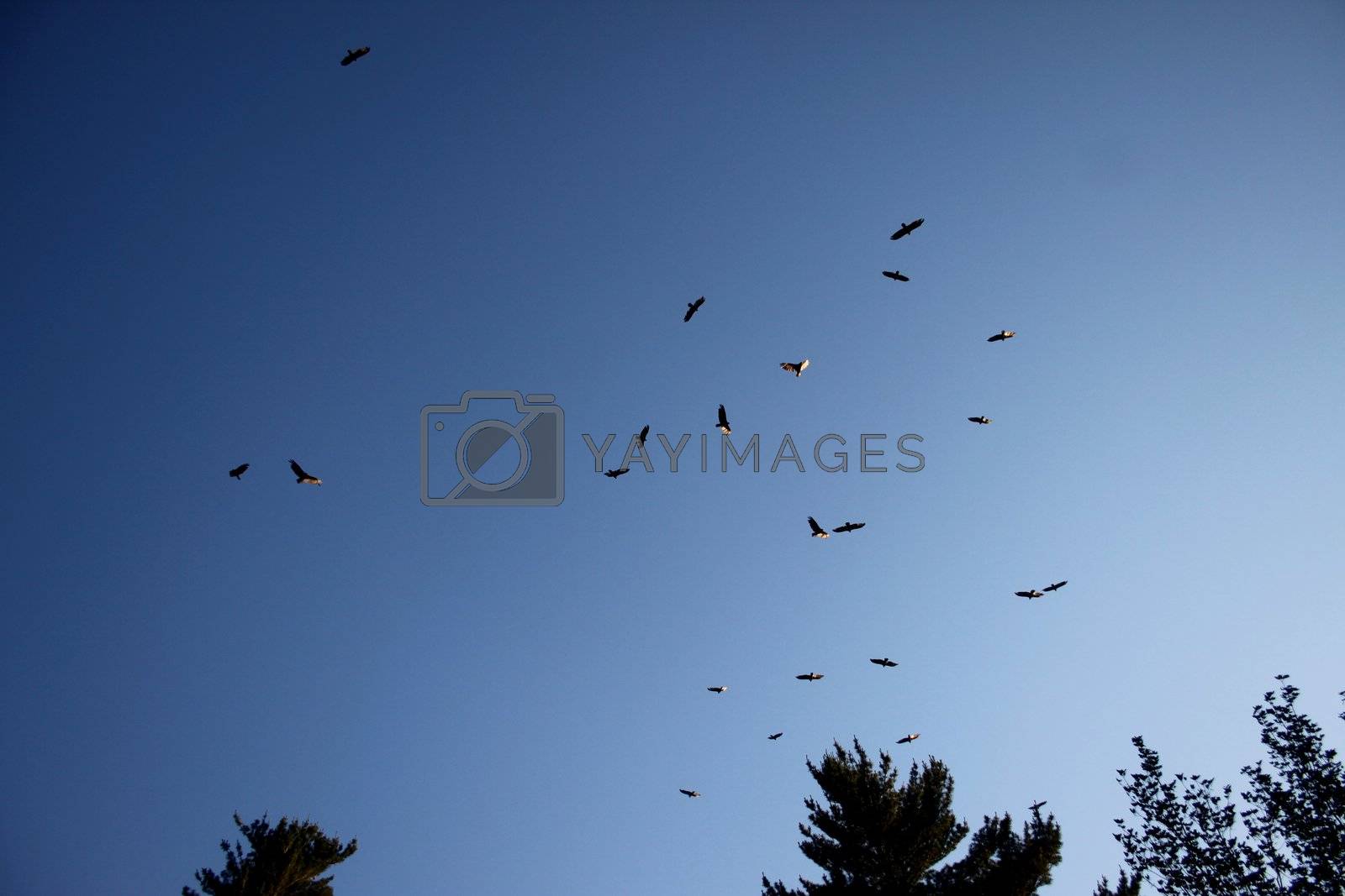 Royalty free image of Falcons in the sky by dbriyul