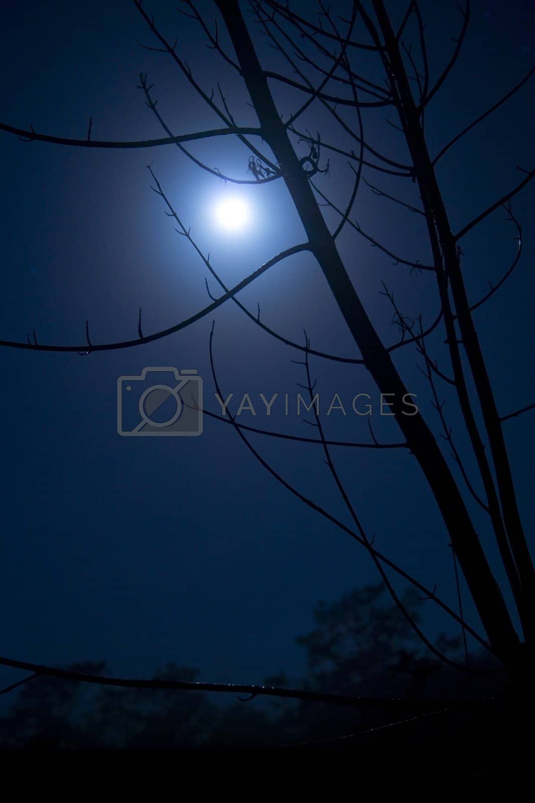 Royalty free image of Eerie Moonlight by joshpappas