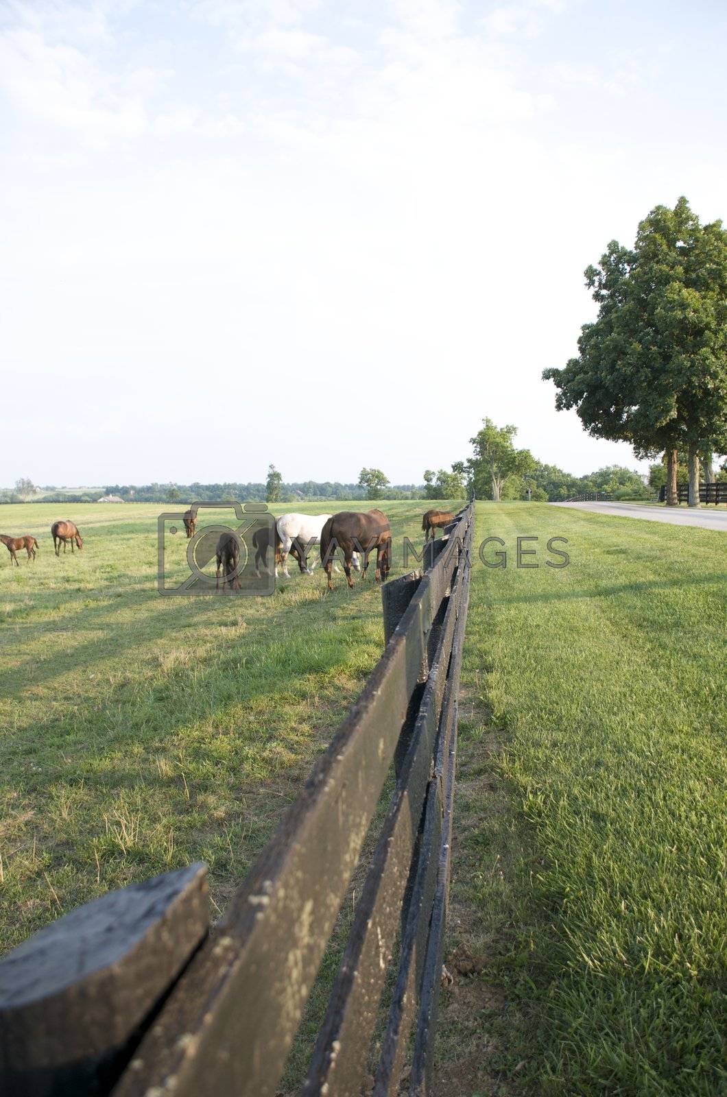 Royalty free image of Kentucky Thoroughbreds by jedphoto
