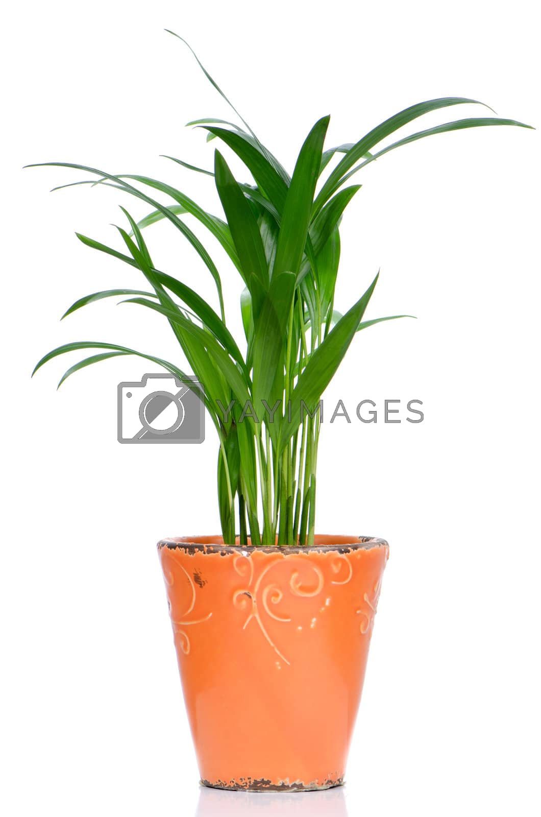Royalty free image of Houseplant by homydesign