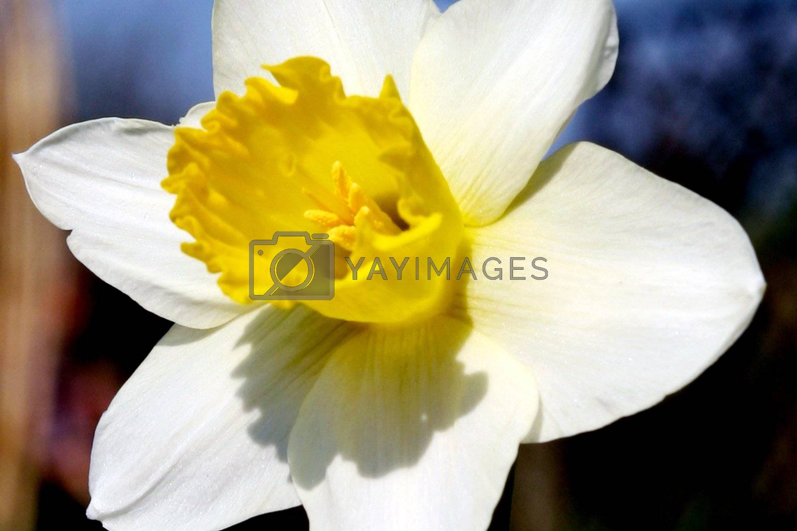 Royalty free image of White Daffodil by ebrom