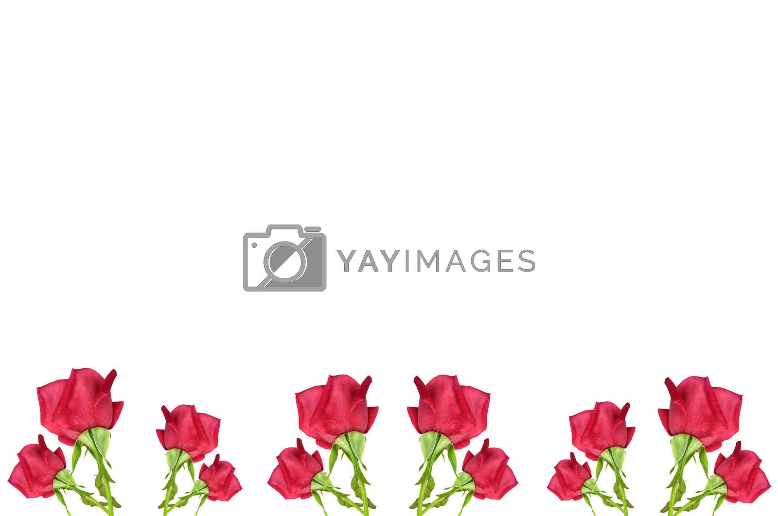 Red Rose Flower Border Royalty Free Stock Image Stock Photos Royalty Free Images Vectors Footage Yayimages
