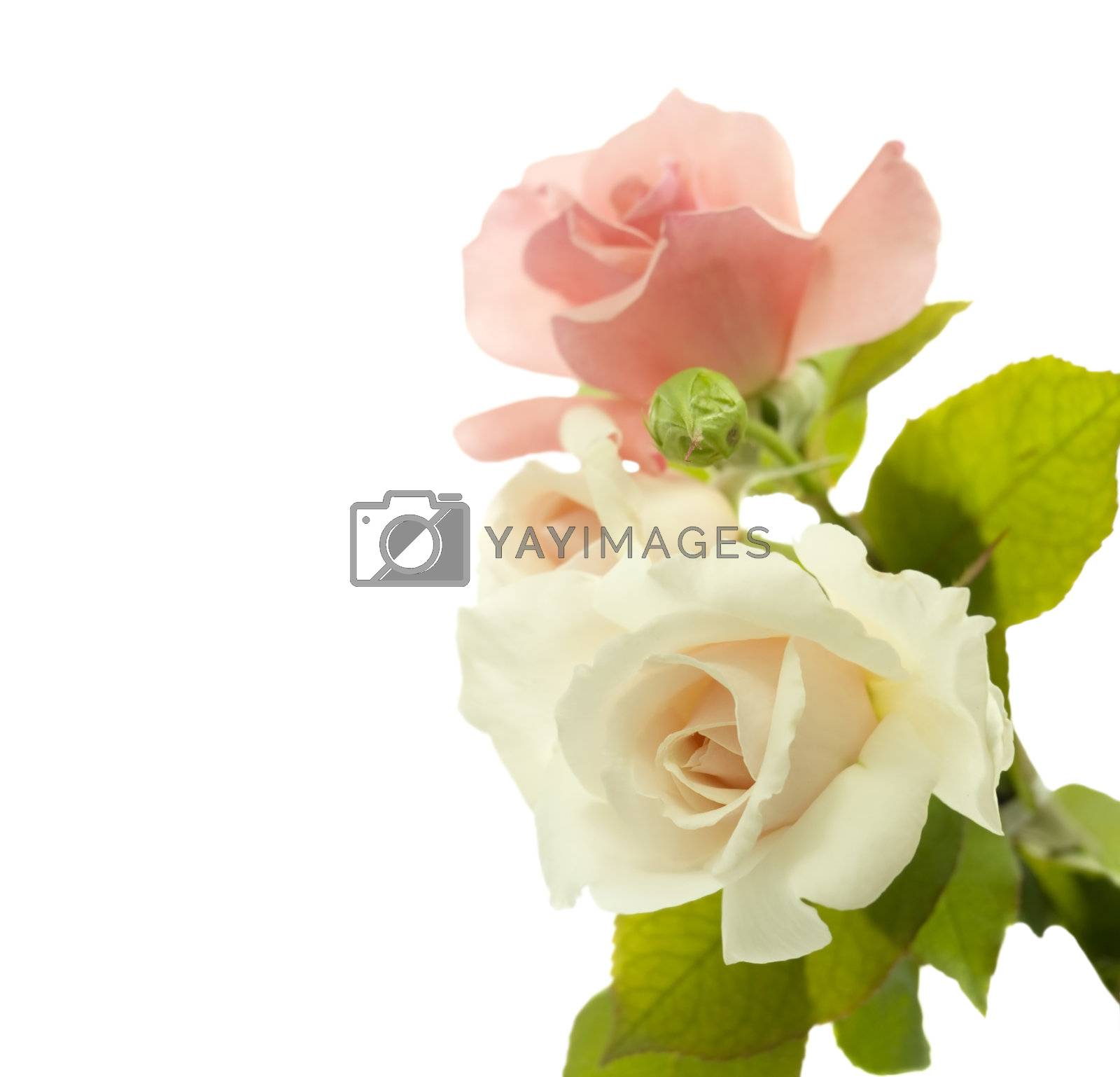 Valentine Rose Flowers Border Royalty Free Stock Image Stock Photos Royalty Free Images Vectors Footage Yayimages