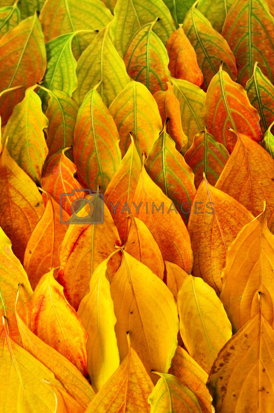 Royalty free image of Autumn leaves background by elenathewise