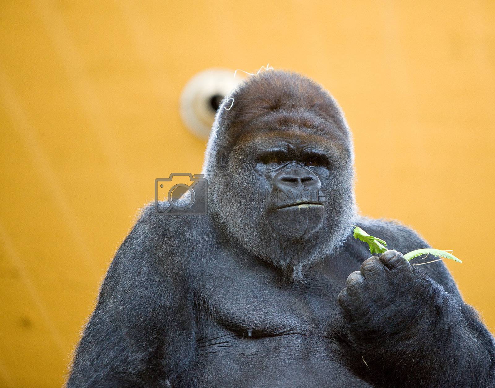 Royalty free image of adult gorilla by Trebuchet