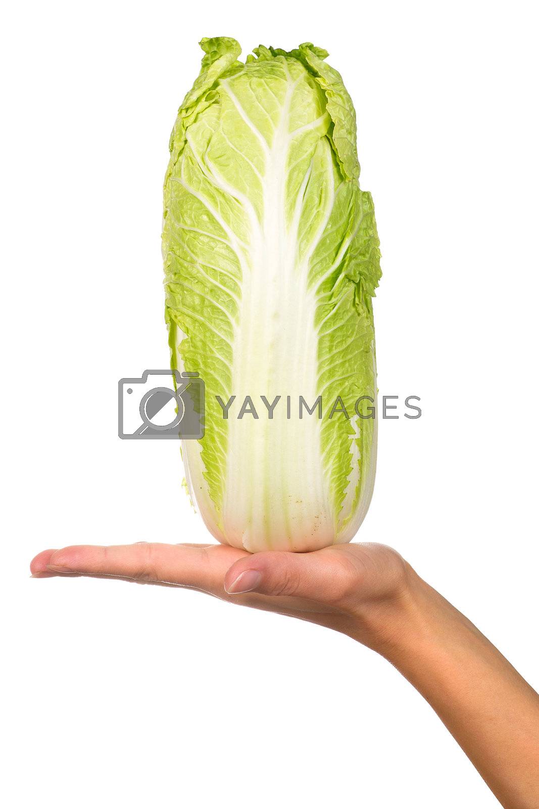 Royalty free image of Hand with a cabbage by timbrk