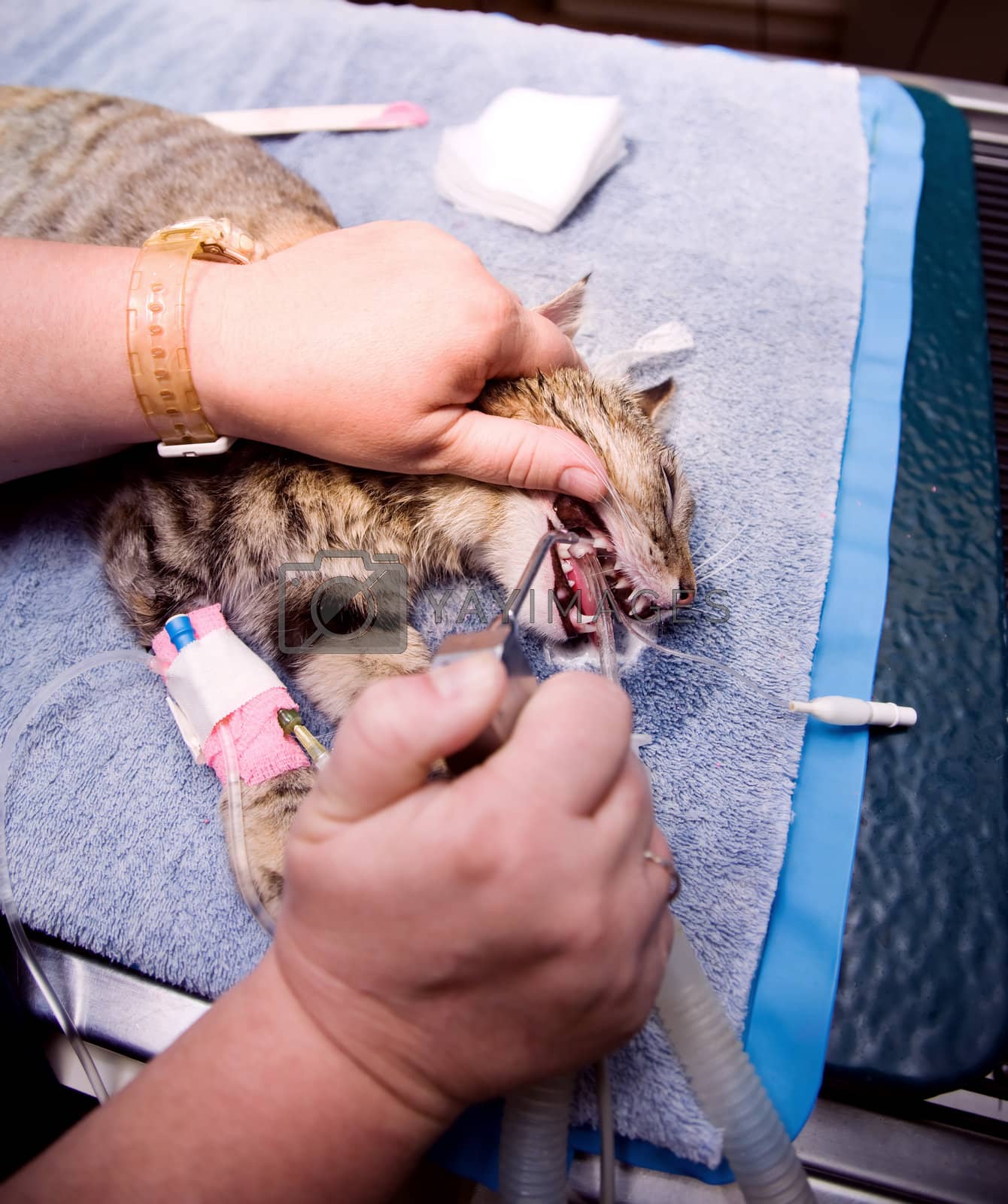 Royalty free image of Veterinary Dentistry by Creatista