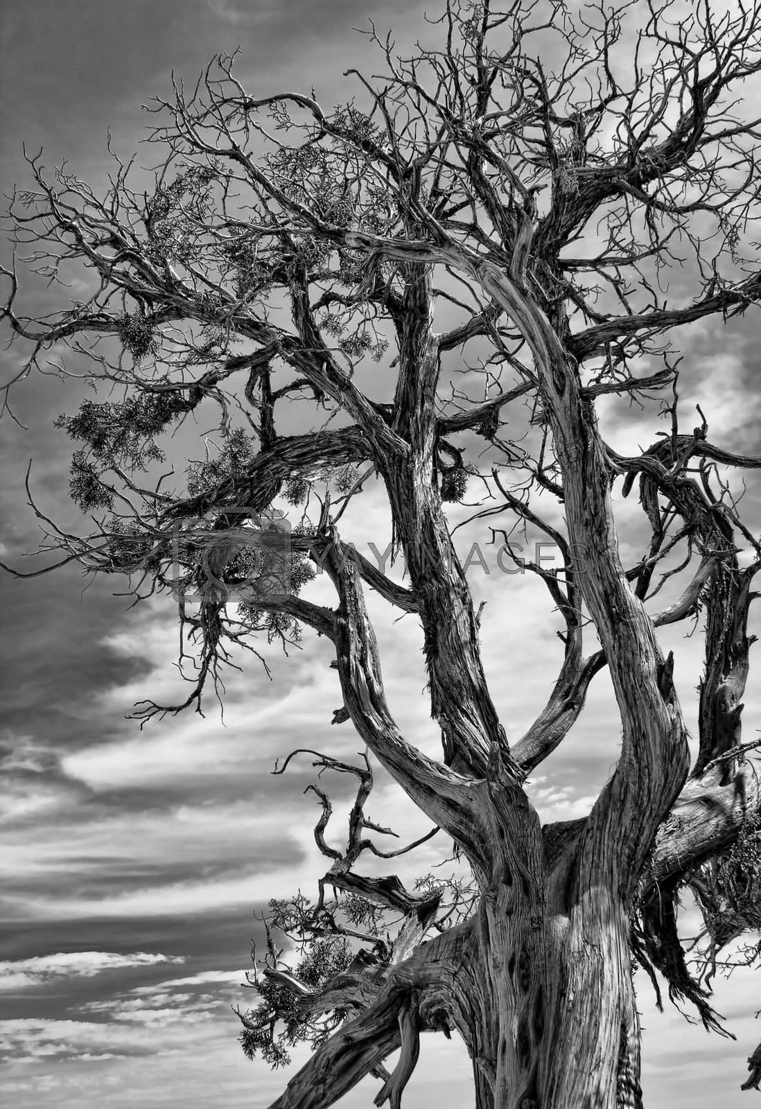 Royalty free image of Dramatic Picture of a Dead Tree. by diro