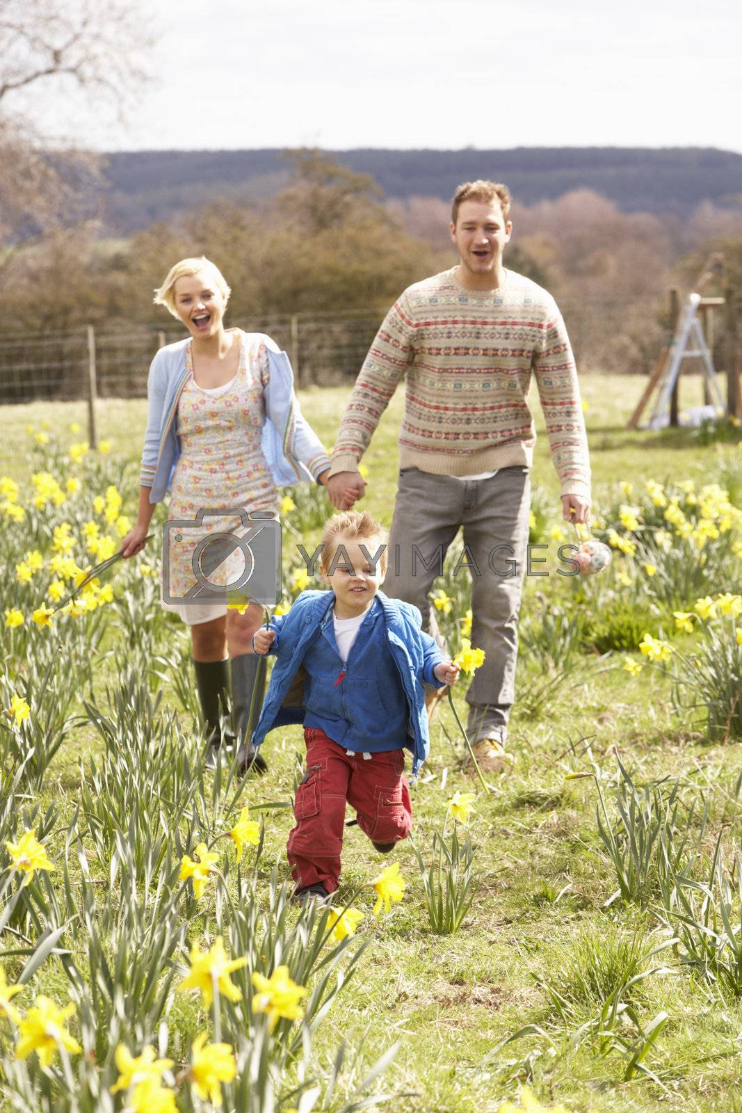 Royalty free image of Young Family Walking Amongst Spring Daffodils by omg_images