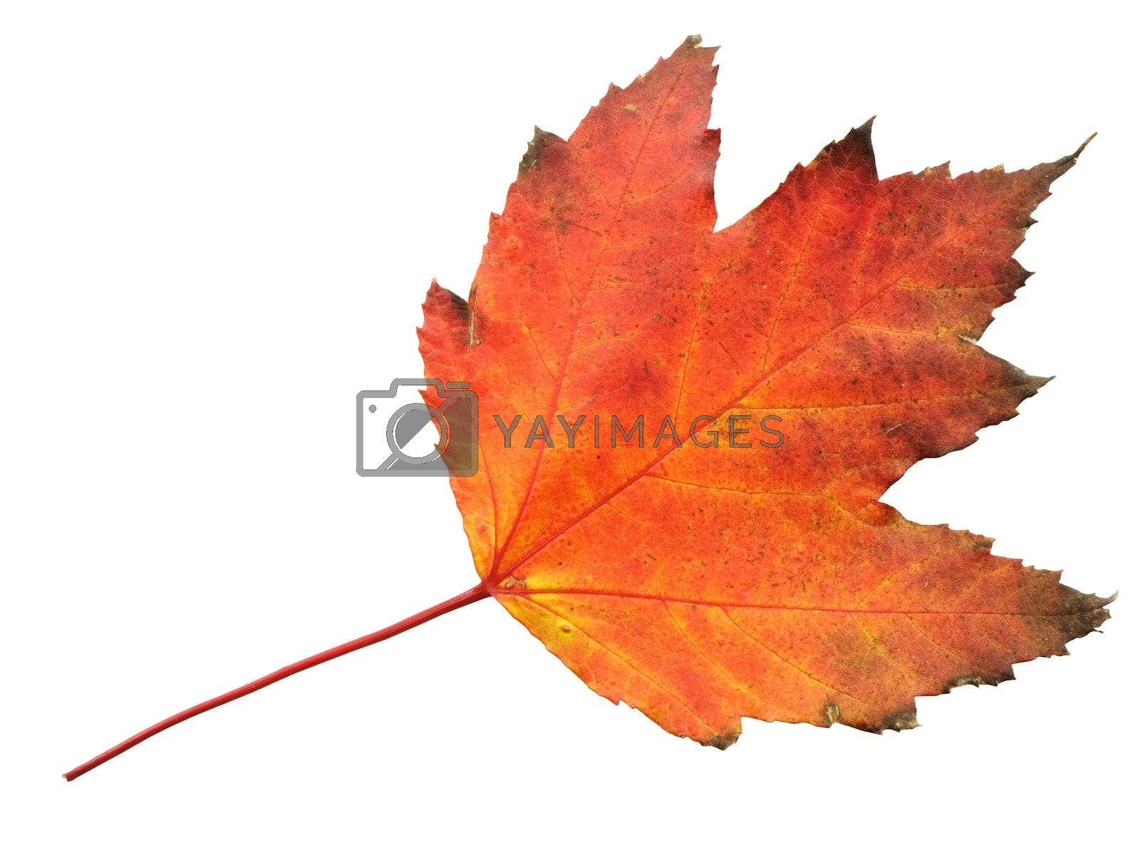 Royalty free image of Autumn Leaf by bhathaway