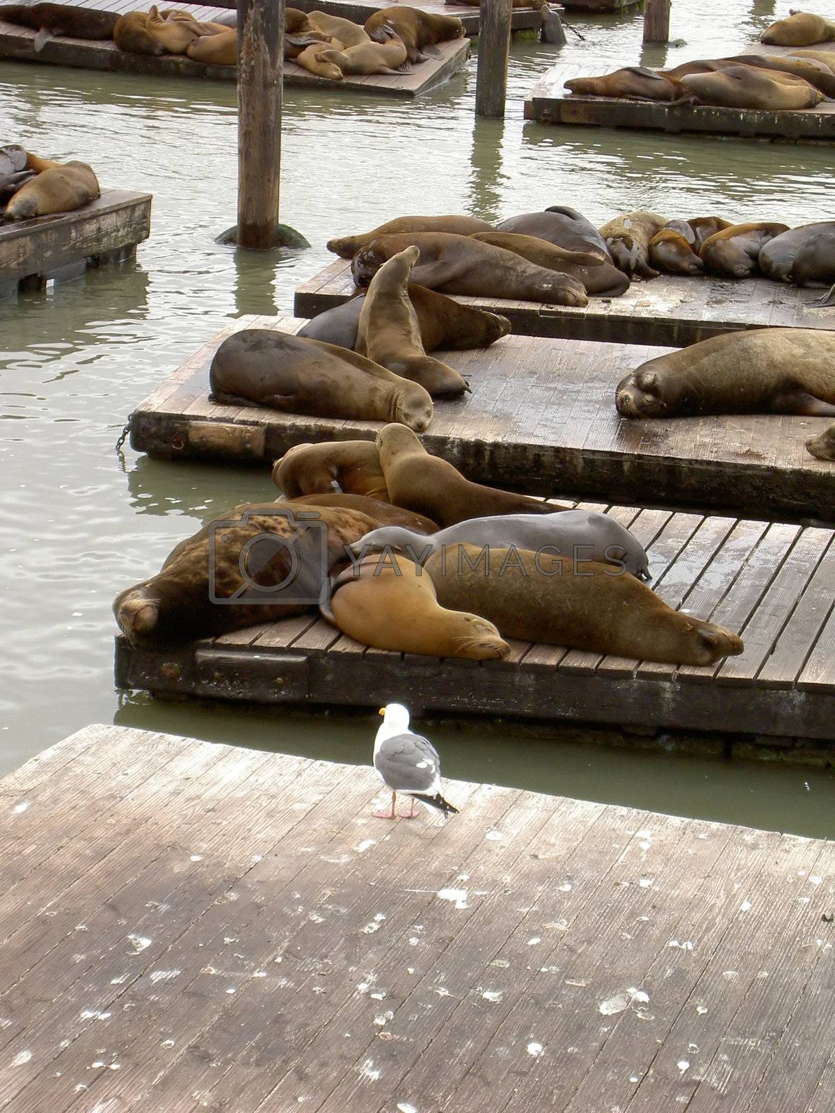 Royalty free image of Sea lions at Pier 39 in San Francisco by cvoogt