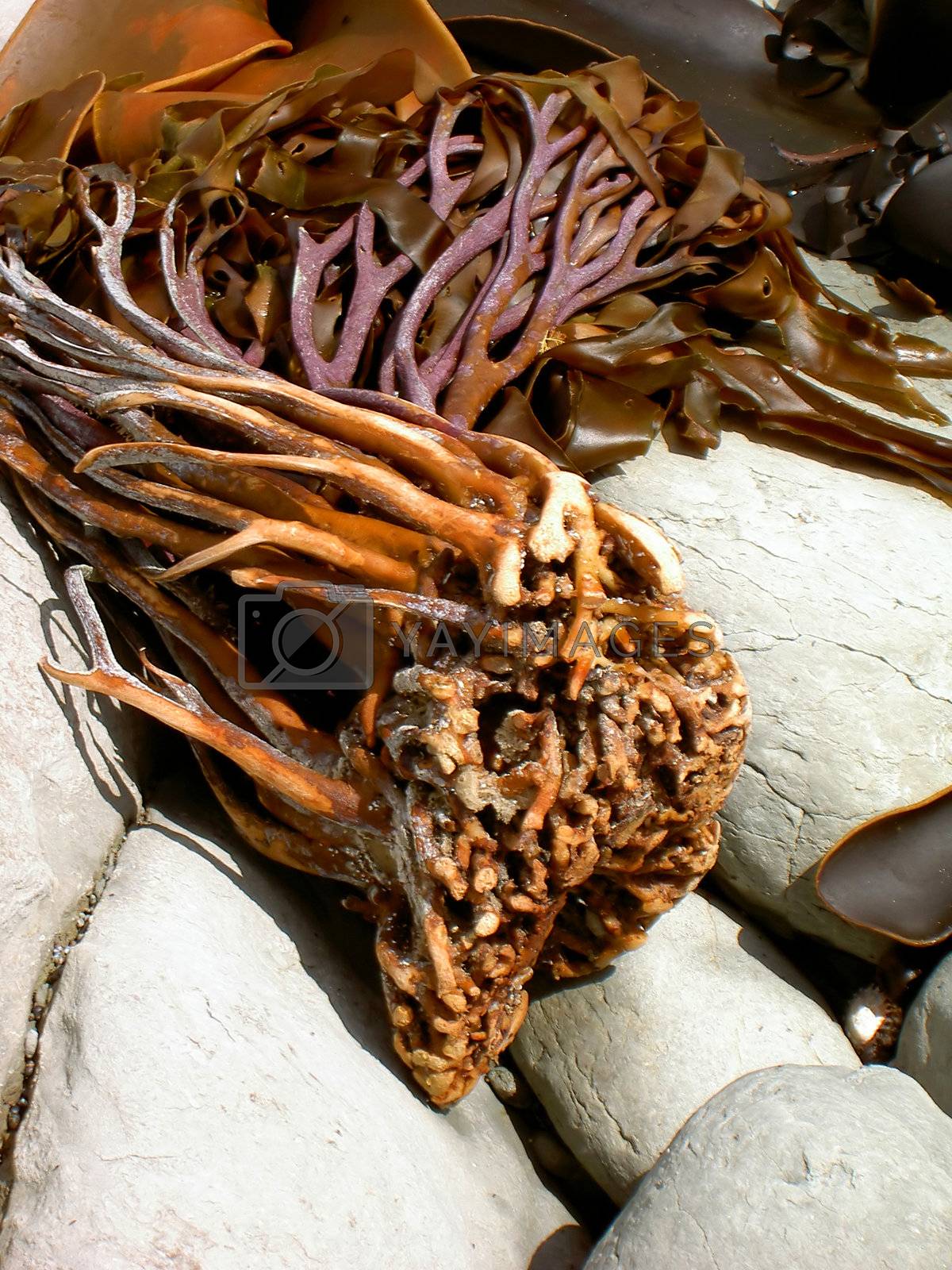 Royalty free image of Seaweed/kelp root by cvoogt