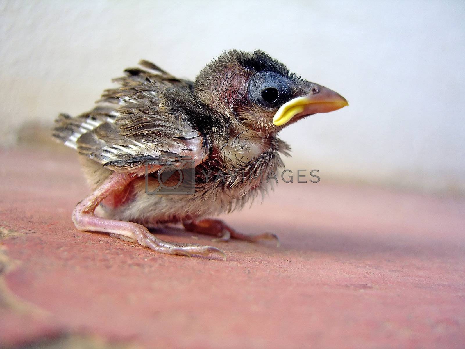 Royalty free image of Young sparrow chick by membio