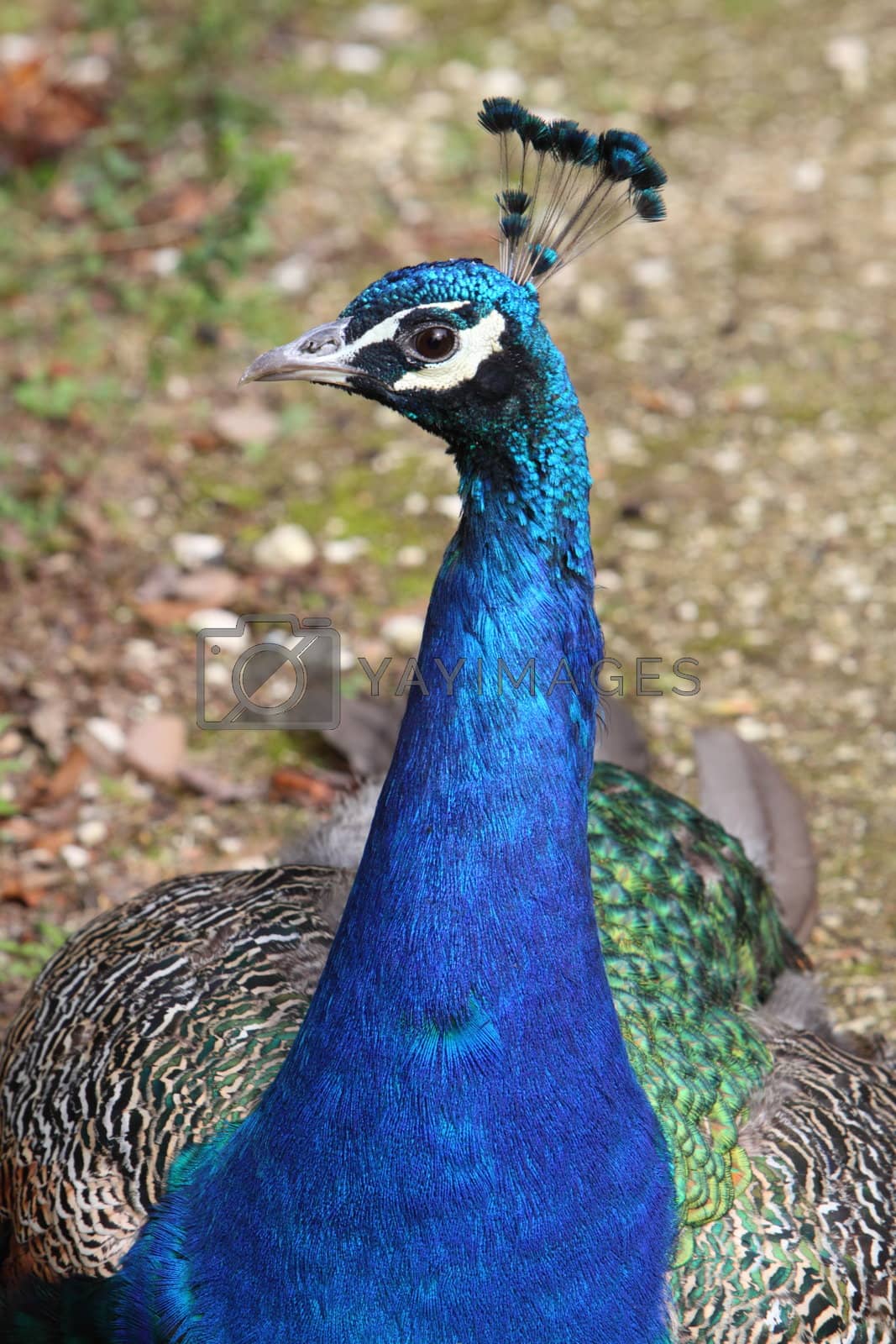 Royalty free image of Peacock by mitzy