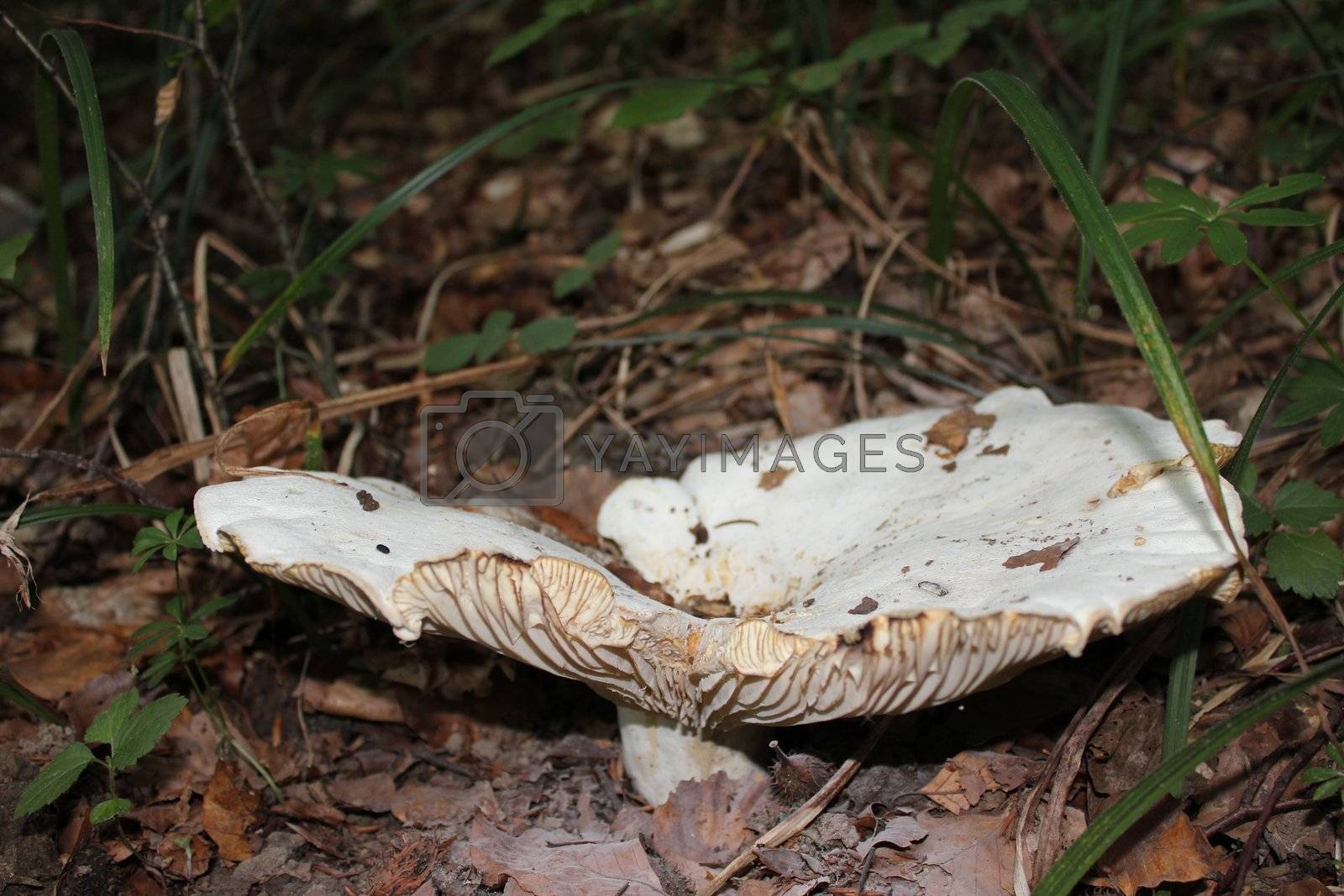 Royalty free image of mushroom by mariephotos