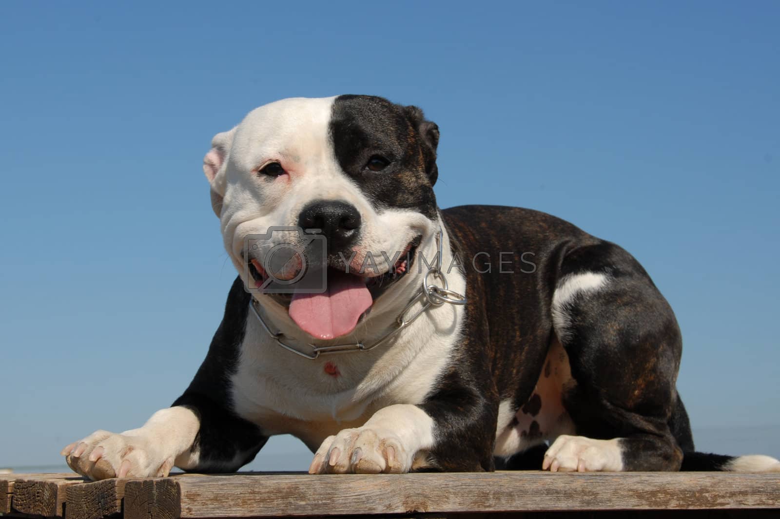 Royalty free image of happy pit bull by cynoclub