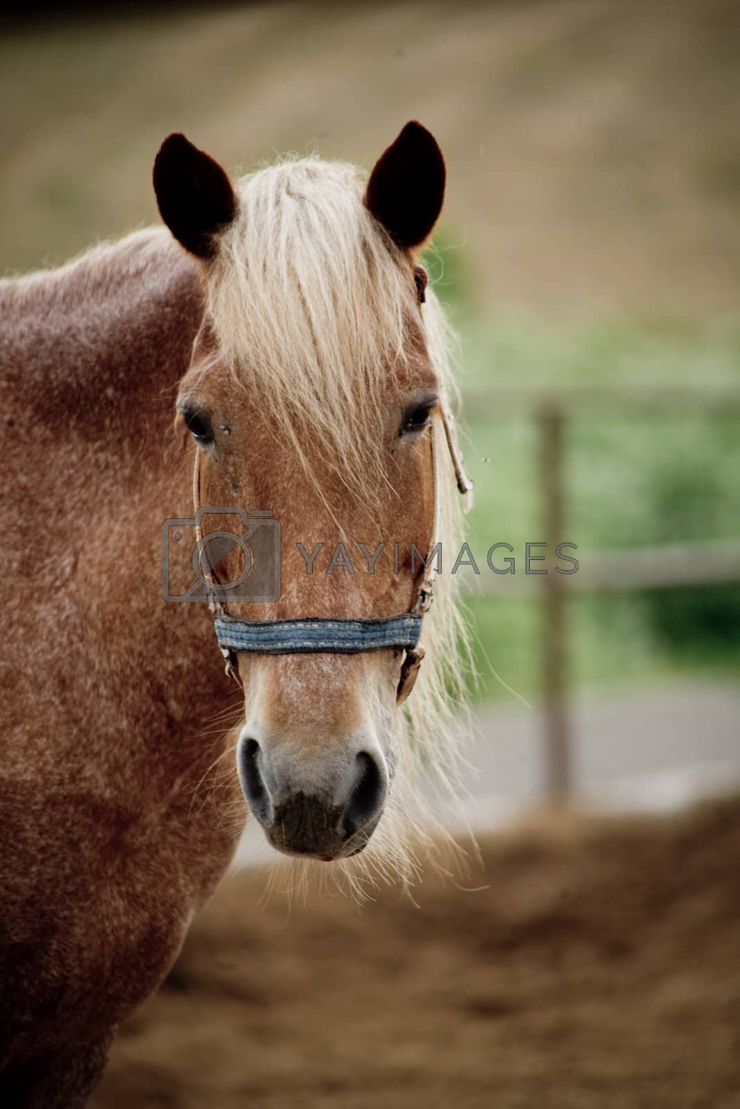 Royalty free image of Horse by alenkasm