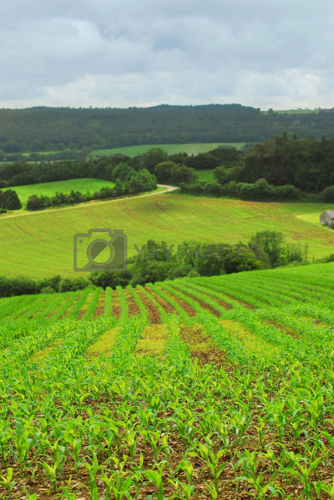 Royalty free image of Agricultural landscape by elenathewise