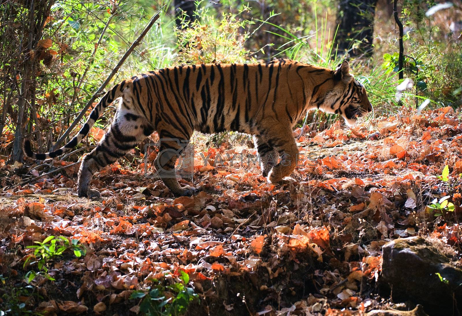 Royalty free image of Royal Bengal tiger by SURZ