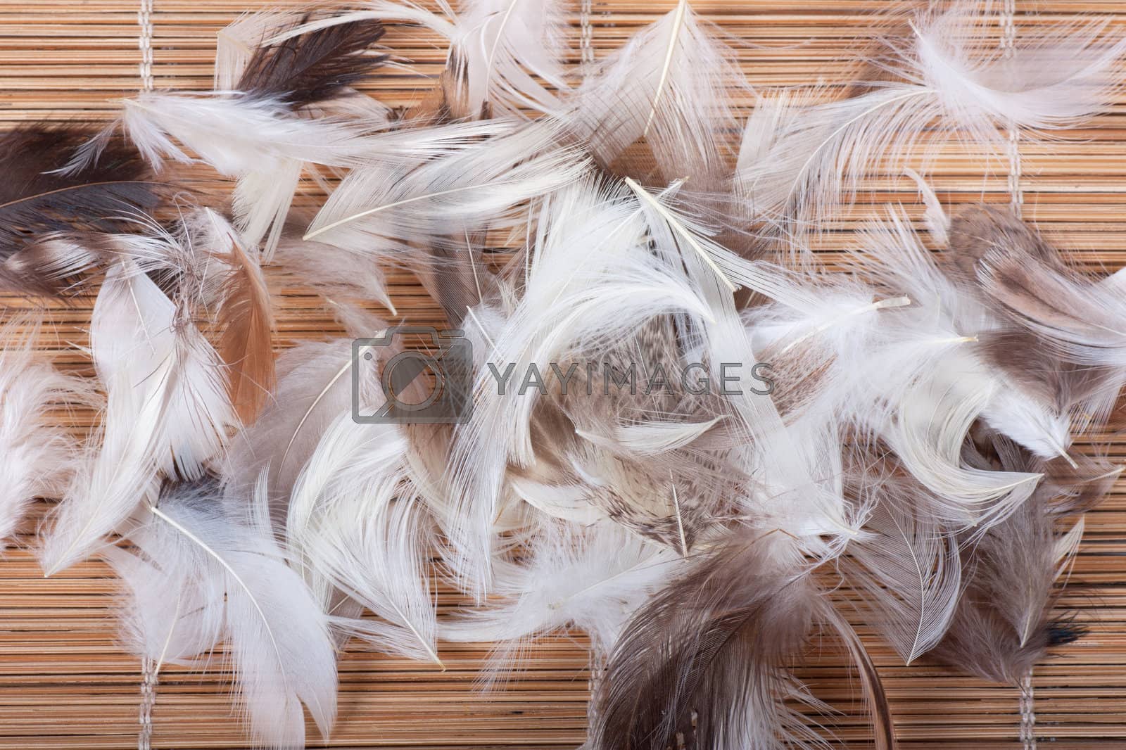 Royalty free image of Feathers by AGorohov