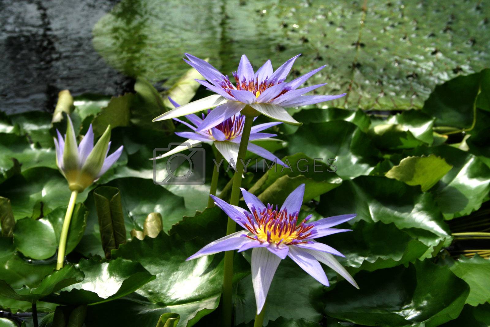 Royalty free image of Water Lily - Nymphaea caerulea by discovery