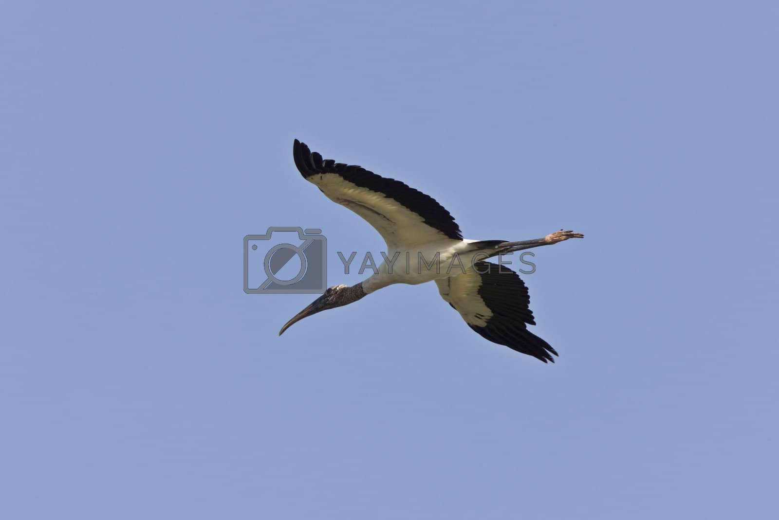 Royalty free image of Wood Stork flying over Florida by pictureguy