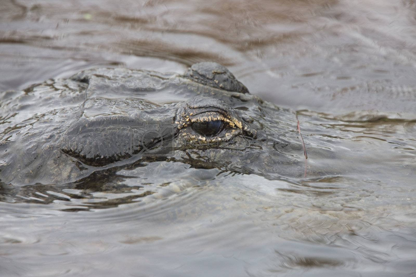 Royalty free image of American Alligator in Florida waters by pictureguy