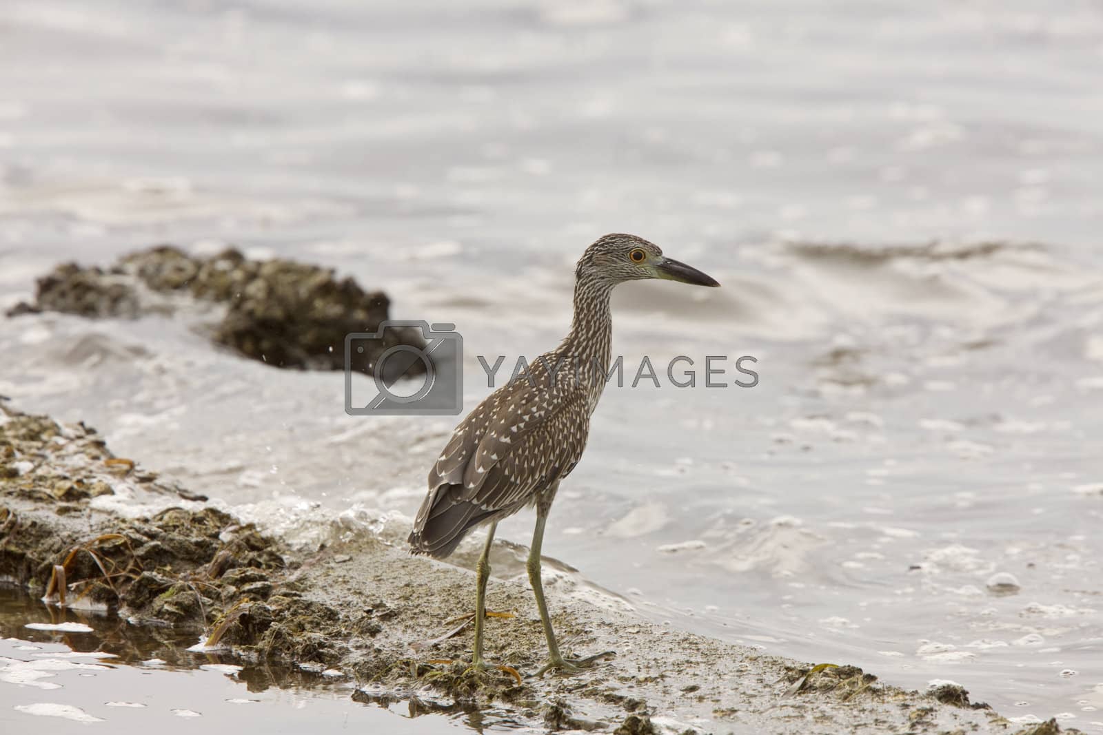 Royalty free image of Bittern along Florida coast by pictureguy