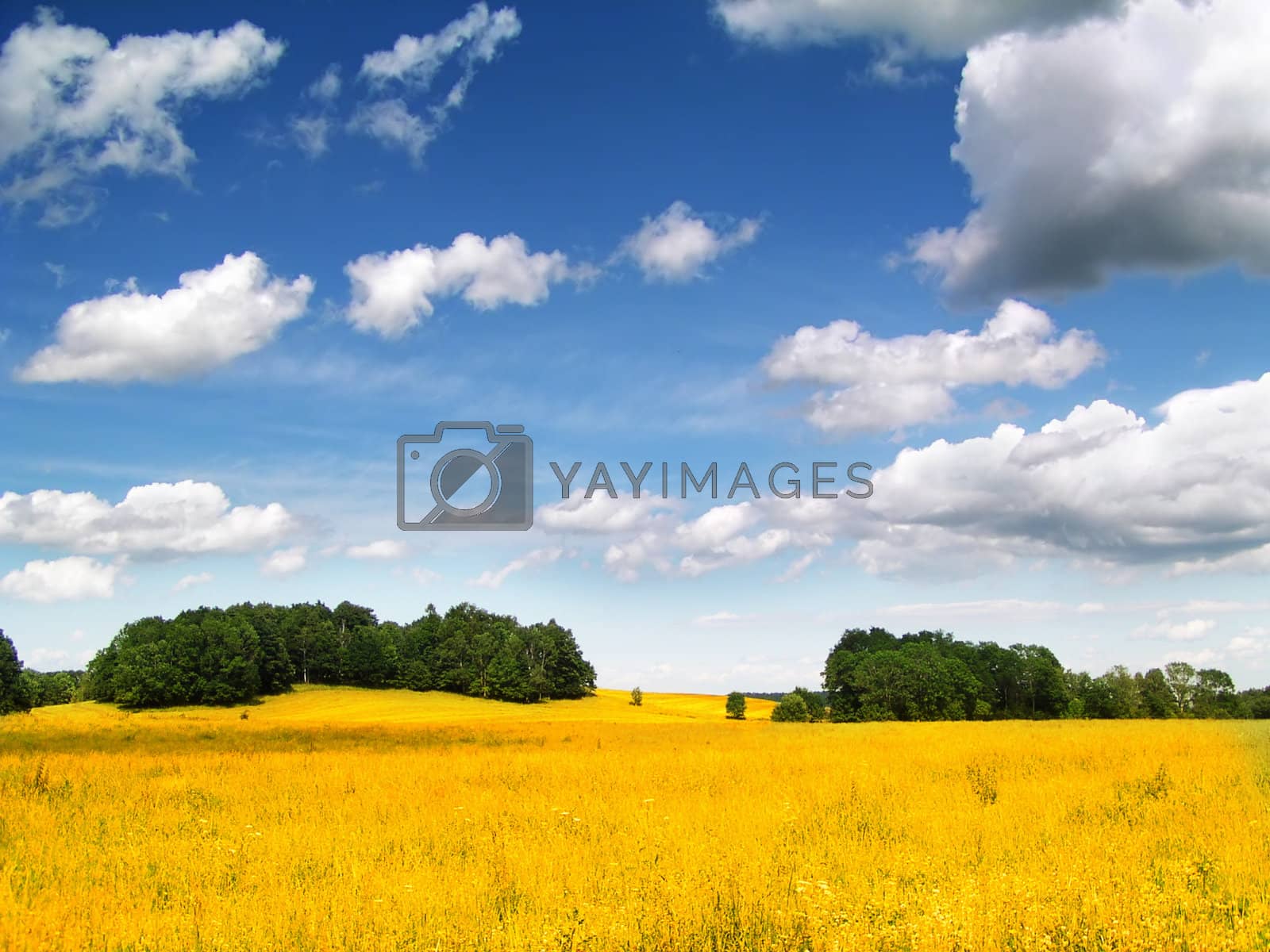 Royalty free image of Golden Corn field by orson