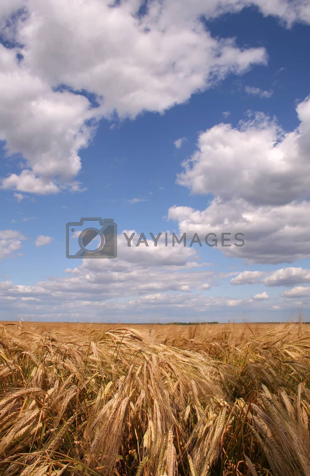 Royalty free image of Corn field by orson